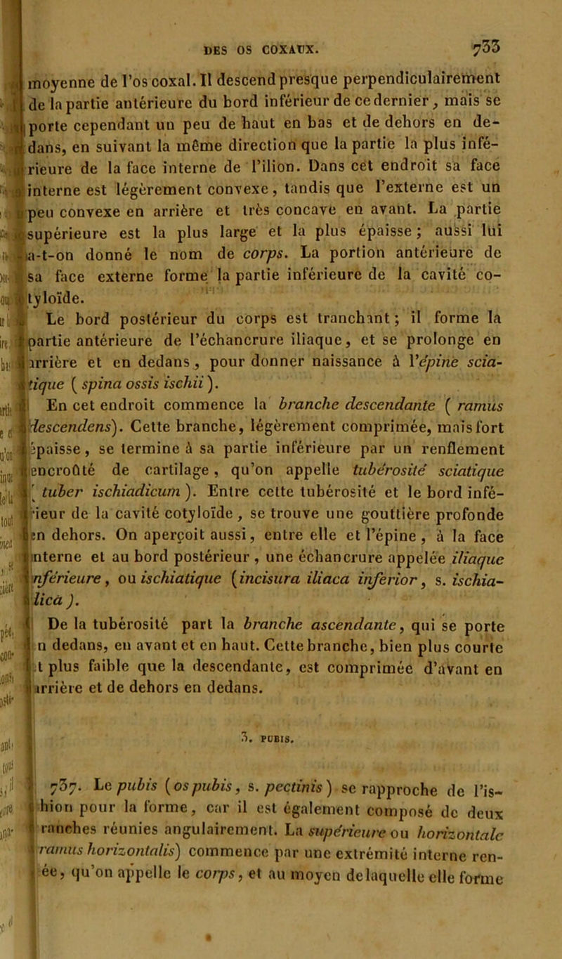 ç moyenne de l’os coxal. Il descend presque perpendiculairement de la partie antérieure du bord inférieur de ce dernier, mais se porte cependant un peu de haut en bas et de dehors en de- dans, en suivant la même direction que la partie la plus infé- rieure de la face interne de l’ilion. Dans cet endroit sa face interne est légèrement convexe, tandis que l’externe est un peu convexe en arrière et très concave en avant. La partie 'supérieure est la plus large et la plus épaisse ; aussi lui ui-t-on donné le nom de corps. La portion antérieure de sa face externe forme la partie inférieure de la cavité co- tyloïde. Le bord postérieur du corps est tranchant ; il forme la partie antérieure de l’échancrure iliaque, et se prolonge en arrière et en dedans, pour donner naissance à l'épine scia- tique ( spina ossis ischii). irlj;î ! En cet endroit commence la branche descendante ( ramus 6 descendens). Cette branche, légèrement comprimée, mais fort 0y Epaisse, se termine à sa partie inférieure par un renflement jnC lencroûté de cartilage , qu’on appelle tubérosité’ sciatique I l ' tuber ischiadicum). Entre celte tubérosité et le bord infé- I l' rieur de la cavité cotyloïde, se trouve une gouttière profonde en dehors. On aperçoit aussi, entre elle et l’épine, à la face nterne et au bord postérieur , une échancrure appelée iliaque nférieure, ou ischiatique (incisura iliaca inferior, s. ischia- licà J. De la tubérosité part la branche ascendante, qui se porte n dedans, en avant et en haut. Cette branche, bien plus courte t plus faible que la descendante, est comprimée d’avant en irrière et de dehors en dedans. k’ 3. PUBIS. 737. Le pubis {ospubis, s. pectinis) se rapproche de l’is- hion pour la forme, car il est également composé de deux ranches réunies angulairement. La supérieure ou horizontale ramus horizontale) commence par une extrémité interne ren- ■ ée, qu’on appelle le corps, et au moyen de laquelle elle forme