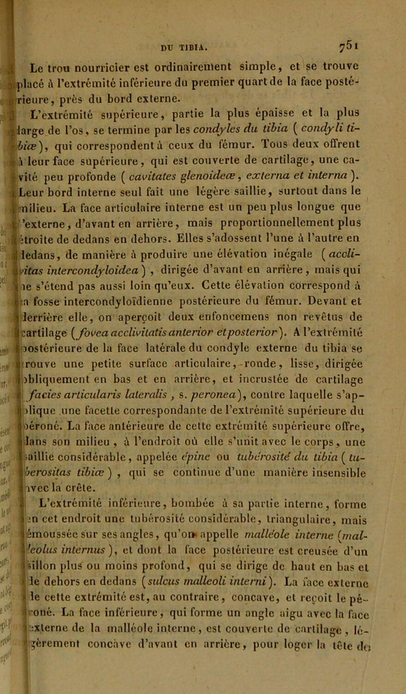 DU TIBIA. ^5 I , et se trouve Le trou nourricier est ordinairement simple atplacé è l’extrémité inférieure du premier quart de la face posté- i! rieure, prés du bord externe. L’extrémité supérieure, partie la plus épaisse et la plus large de l’os, se termine par les condyles du tibia ( condyli ti- bia?), qui correspondent à ceux du fémur. Tous deux offrent t \ leur face supérieure, qui est couverte de cartilage, une ca- | vité peu profonde ( cavitates glenoideæ, externa et interna ). Leur bord interne seul fait une légère saillie, surtout dans le milieu. La face articulaire interne est un peu plus longue que 'externe, d’avant en arrière, mais proportionnellement plus itroite de dedans en dehors. Elles s’adossent l’une ù l’autre en ;! ledans, de manière à produire une élévation inégale ( accli- ■ivitas intercondyloidea) , dirigée d’avant en arrière, mais qui ne s’étend pas aussi loin qu’eux. Cette élévation correspond à jjia fosse intercondyloïdienne postérieure du fémur. Devant et lerrière elle, on aperçoit deux enfoncemens non revêtus de arlilage (fovea acclivitatis anterior etposlerior). A l’extrémité Dostérieure de la face latérale du condyle externe du tibia se rouve une petite surface articulaire,-ronde, lisse, dirigée > obliquement en bas et en arrière, et incrustée de cartilage faciès articularis laleralis , s. peronea), contre laquelle s’ap- dique une facette correspondante de l’extrémité supérieure du ■oéroné. La face antérieure de cette extrémité supérieure offre, lans son milieu, à l’endroit où elle s’unit avec le corps, une ■aillie considérable, appelée opine ou tubérosité du tibia ( tu- berositas tibiœ) , qui se continue d’une manière insensible ivec la crête. L’extrémité inférieure, bombée à sa partie interne, forme m cet endroit une tubérosité considérable, triangulaire, mais (émoussée sur ses angles, qu’or> appelle malléole interne (mal- ’eolus internus), et dont la face postérieure est creusée d’un ûllon plus ou moins profond, qui se dirige de haut en bas et le dehors en dedans (sulcus malleoli interni). La face externe le cette extrémité est, au contraire, concave, et reçoit le pé- ’oné. La face inférieure, qui forme un angle aigu avec la face xterne de la malléole interne, est couverte de cartilage, lé- Itgèrement concave d’avant en arrière, pour loger la tête do : 1 « î*i,- m? r; ' ■. ed'L 1,l( IL: