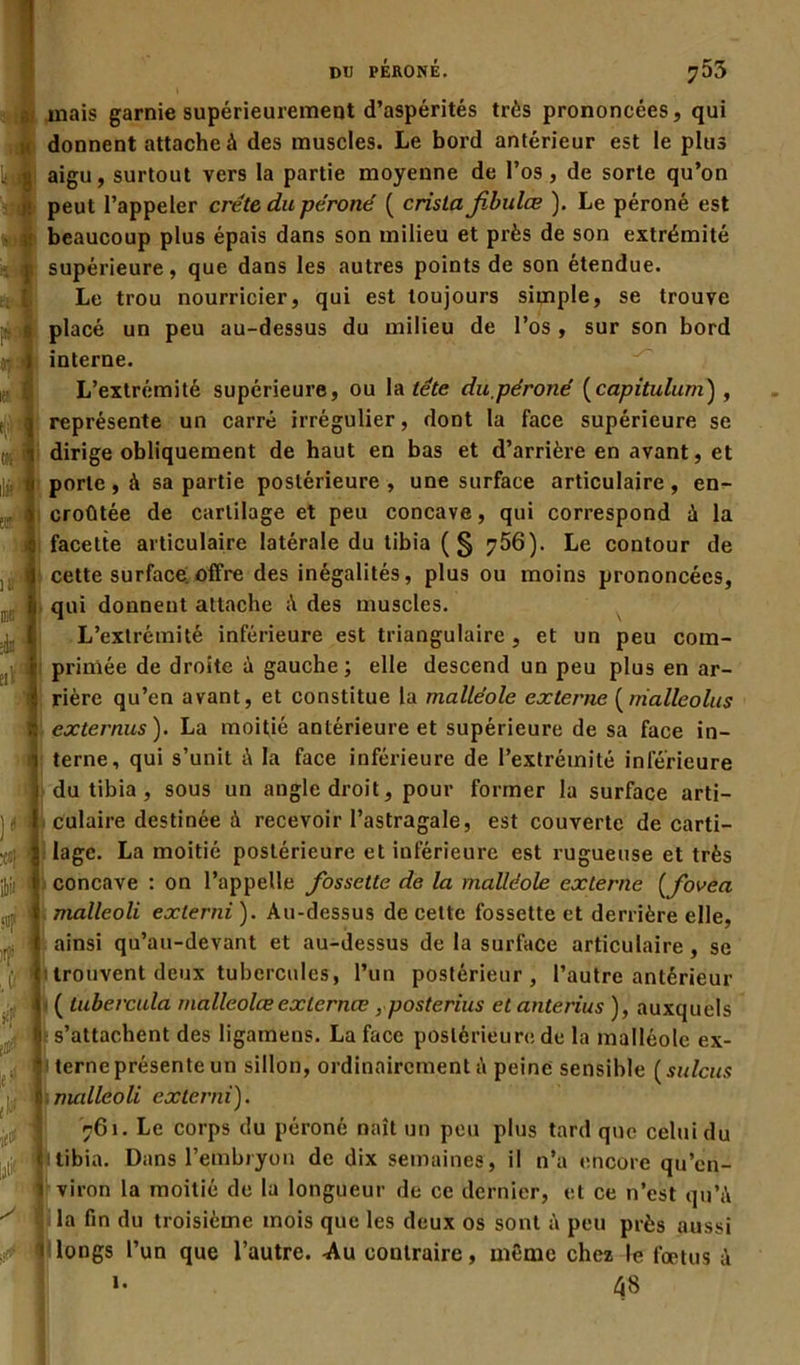 DU PÉRONÉ. ^53 mais garnie supérieurement d’aspérités très prononcées, qui donnent attache à des muscles. Le bord antérieur est le plus aigu, surtout vers la partie moyenne de l’os, de sorte qu’on peut l’appeler crête du péroné ( crista Jibulæ ). Le péroné est beaucoup plus épais dans son milieu et près de son extrémité supérieure, que dans les autres points de son étendue. Le trou nourricier, qui est toujours simple, se trouve placé un peu au-dessus du milieu de l’os , sur son bord interne. L’extrémité supérieure, ou la tête du.péroné (capitulurn) , représente un carré irrégulier, dont la face supérieure se dirige obliquement de haut en bas et d’arrière en avant, et porte, à sa partie postérieure, une surface articulaire, en- croûtée de cartilage et peu concave, qui correspond ù la facette articulaire latérale du tibia (§ 756). Le contour de cette surface offre des inégalités, plus ou moins prononcées, qui donnent attache des muscles. L’extrémité inférieure est triangulaire , et un peu com- primée de droite ù gauche; elle descend un peu plus en ar- rière qu’en avant, et constitue la malléole externe (nialleolus externus ). La moitié antérieure et supérieure de sa face in- terne, qui s’unit i\ la face inférieure de l’extrémité inférieure du tibia , sous un angle droit, pour former la surface arti- culaire destinée à recevoir l’astragale, est couverte de carti- lage. La moitié postérieure et inférieure est rugueuse et très concave : on l’appelle fossette de la malléole externe ( fovea malleoli exlerni). Au-dessus de celte fossette et derrière elle, ainsi qu’au-devant et au-dessus de la surface articulaire , se trouvent deux tubercules, l’un postérieur, l’autre antérieur ( tubercula rnalleolœexlernœ , posterius et anterius ), auxquels s’attachent des ligamens. La face postérieure de la malléole ex- terne présente un sillon, ordinairement à peine sensible ( sulcus malleoli externi). 761. Le corps du péroné naît un peu plus tard que celui du tibia. Dans l’embryon de dix semaines, il n’a encore qu’en- viron la moitié de la longueur de ce dernier, et ce n’est qu’ti la fin du troisième mois que les deux os sont à peu près aussi longs l’un que l’autre. -Au contraire, même chez le fœtus à i- 48 «■> « Itf # ts ilit tut' 1 lit IBB ciV , |V