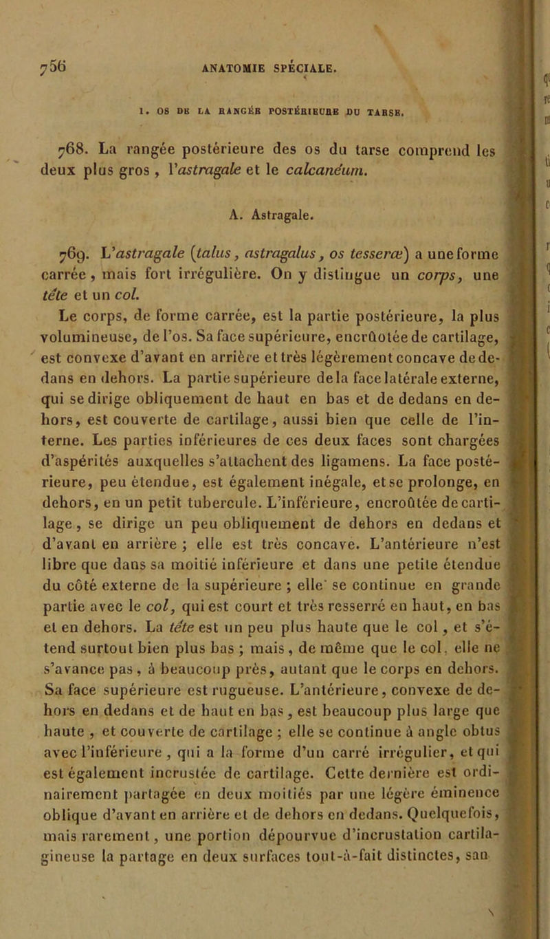 1. 08 DB LA BANGiÎB POSTÉBIEUBE BU TABSB. 768. La rangée postérieure des os du tarse comprend les deux plus gros , Vastragale et le calcanéum. A. Astragale. 769. L’astragale [talus, astragalus, os tesserœ) a une forme carrée, mais fort irrégulière. On y distingue un corps, une télé et un col. Le corps, de forme carrée, est la partie postérieure, la plus volumineuse, de l’os. Sa face supérieure, encrûotée de cartilage, est convexe d’avant en arrière et très légèrement concave de de- dans en dehors. La partie supérieure delà face latérale externe, qui se dirige obliquement de haut en bas et de dedans en de- hors, est couverte de cartilage, aussi bien que celle de l’in- terne. Les parties inférieures de ces deux faces sont chargées d’aspérités auxquelles s’attachent des ligamens. La face posté- rieure, peu étendue, est également inégale, et se prolonge, en dehors, en un petit tubercule. L’inférieure, encroûtée decarti- lage, se dirige un peu obliquement de dehors en dedans et d’avant en arrière ; elle est très concave. L’antérieure n’est libre que dans sa moitié inférieure et dans une petite étendue du côté externe de la supérieure ; elle' se continue en grande partie avec le col, qui est court et très resserré en haut, en bas et en dehors. La tête est un peu plus haute que le col, et s’é- tend surtout bien plus bas ; mais, de même que le col elle ne s’avance pas , à beaucoup près, autant que le corps en dehors. Sa face supérieure est rugueuse. L’antérieure, convexe de de- hors en dedans et de haut en bas, est beaucoup plus large que haute , et couverte de cartilage ; elle se continue à angle obtus avec l’inférieure , qui a la forme d’un carré irrégulier, et qui est également incrustée de cartilage. Celte dernière est ordi- nairement partagée en deux moitiés par une légère éminence oblique d’avant en arrière et de dehors en dedans. Quelquefois, mais rarement, une portion dépourvue d’incrustation cartila- gineuse la partage en deux surfaces tout-à-fait distinctes, sau