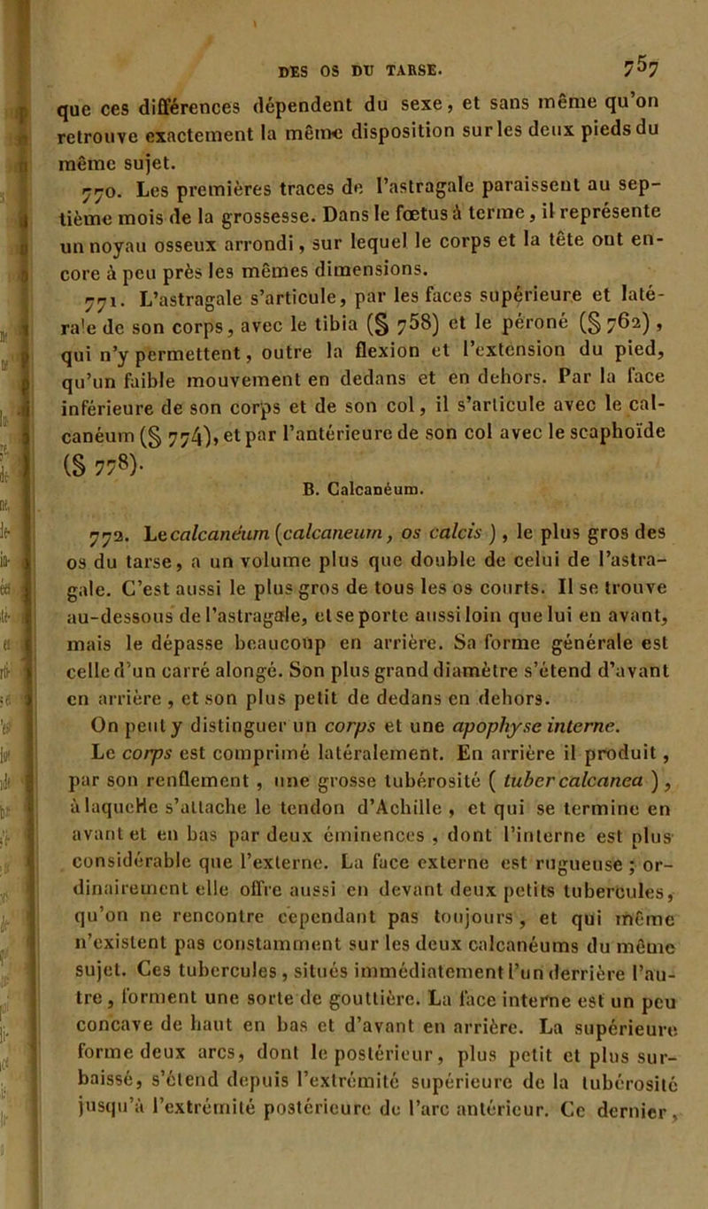 que ces différences dépendent du sexe, et sans même qu on retrouve exactement la même disposition sur les deux pieds du même sujet. 770. Les premières traces de l’astragale paraissent au sep- tième mois de la grossesse. Dans le fœtus à terme, il représente un noyau osseux arrondi, sur lequel le corps et la tête ont en- core à peu près les mêmes dimensions. 771. L’astragale s’articule, par les faces supérieure et laté- rale de son corps, avec le tibia (§ 7^8) le péroné (§ 7^2) » qui n’y permettent, outre la flexion et 1 extension du pied, qu’un faible mouvement en dedans et en dehors. Par la face inférieure de son corps et de son col, il s’articule avec le cal- canéum (§ 774), et par l’antérieure de son col avec le scaphoïde (S 778)- B. Calcanéum. 77a. Lecalcaneum {calcanéum, os calcis ), le plus gros des os du tarse, a un volume plus que double de celui de l’astra- gale. C’est aussi le plus gros de tous les os courts. Il se trouve au-dessous de l’astragale, et se porte aussi loin que lui en avant, mais le dépasse beaucoup en arrière. Sa forme générale est celle d’un carré alongé. Son plus grand diamètre s’étend d’avant en arrière , et son plus petit de dedans en dehors. On peut y distinguer un corps et une apophyse interne. Le corps est comprimé latéralement. En arrière il produit , par son renflement , une grosse tubérosité ( lubercalcanea ), à laquçHe s’attache le tendon d’Achille, et qui se termine en avant et en bas par deux éminences , dont l’interne est plus considérable que l’externe. La face externe est rugueuse ; or- dinairement elle offre aussi en devant deux petits tubercules, qu’on ne rencontre cependant pas toujours , et qui même n’existent pas constamment sur les deux calcanéums du même sujet. Ces tubercules , situés immédiatement l’un derrière l’au- tre , forment une sorte de gouttière. La face interne est un peu concave de haut en bas et d’avant en arrière. La supérieure forme deux arcs, dont le postérieur, plus petit et plus sur- baissé, s’étend depuis l’extrémité supérieure de la tubérosité jusqu’à l’extrémité postérieure de l’arc antérieur. Ce dernier,