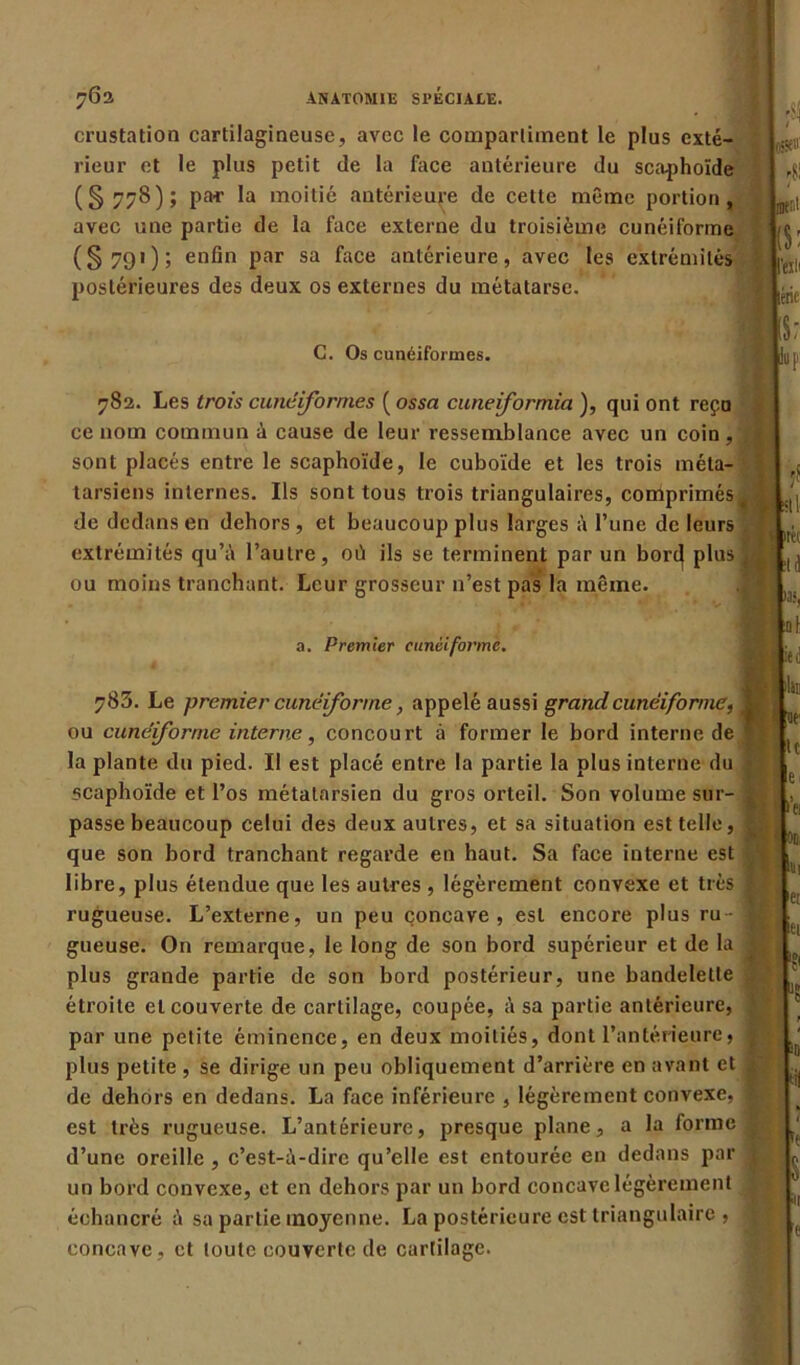 crustation cartilagineuse, avec le compartiment le plus exté- rieur et le plus petit de la face antérieure du scaphoïde (§778); pa* la moitié antérieure de cette même portion, avec une partie de la face externe du troisième cunéiforme (§79'); enfin par sa face antérieure, avec tes extrémités postérieures des deux os externes du métatarse. .si ose»' « meut (S: l’esii C. Os cunéiformes. lenc S; opi 782. Les trois cunéiformes ( ossa cuneformia ), qui ont reçu ce nom commun à cause de leur ressemblance avec un coin , sont placés entre le scaphoïde, le cuboïde et les trois méta- tarsiens internes. Ils sont tous trois triangulaires, coniprimés de dedans en dehors, et beaucoup plus larges à l’une de leurs extrémités qu’à l’autre, oü ils se terminent par un bord plus ou moins tranchant. Leur grosseur n’est pas la même. * . al liée a. Premier cunéiforme. Ui, ni ied 785. Le premier cunéiforme, appelé aussi grand cunéiforme, ou cunéiforme interne, concourt à former le bord interne de la plante du pied. Il est placé entre la partie la plus interne du scaphoïde et l’os métatarsien du gros orteil. Son volume sur- ^ passe beaucoup celui des deux autres, et sa situation est telle, | que son bord tranchant regarde en haut. Sa face interne est libre, plus étendue que les autres , légèrement convexe et très rugueuse. L’externe, un peu concave, est encore plus ru- gueuse. On remarque, le long de son bord supérieur et de la plus grande partie de son bord postérieur, une bandelette étroite et couverte de cartilage, coupée, à sa partie antérieure, par une petite éminence, en deux moitiés, dont l’antérieure» j plus petite , se dirige un peu obliquement d’arrière en avant et | de dehors en dedans. La face inférieure , légèrement convexe, fl est très rugueuse. L’antérieure, presque plane, a la forme d’une oreille , c’est-à-dire qu’elle est entourée en dedans par un bord convexe, et en dehors par un bord concave légèrement éohancré à sa partie moyenne. La postérieure est triangulaire , -j concave, et toute couverte de cartilage. »r ie. OCi Hü et in in e