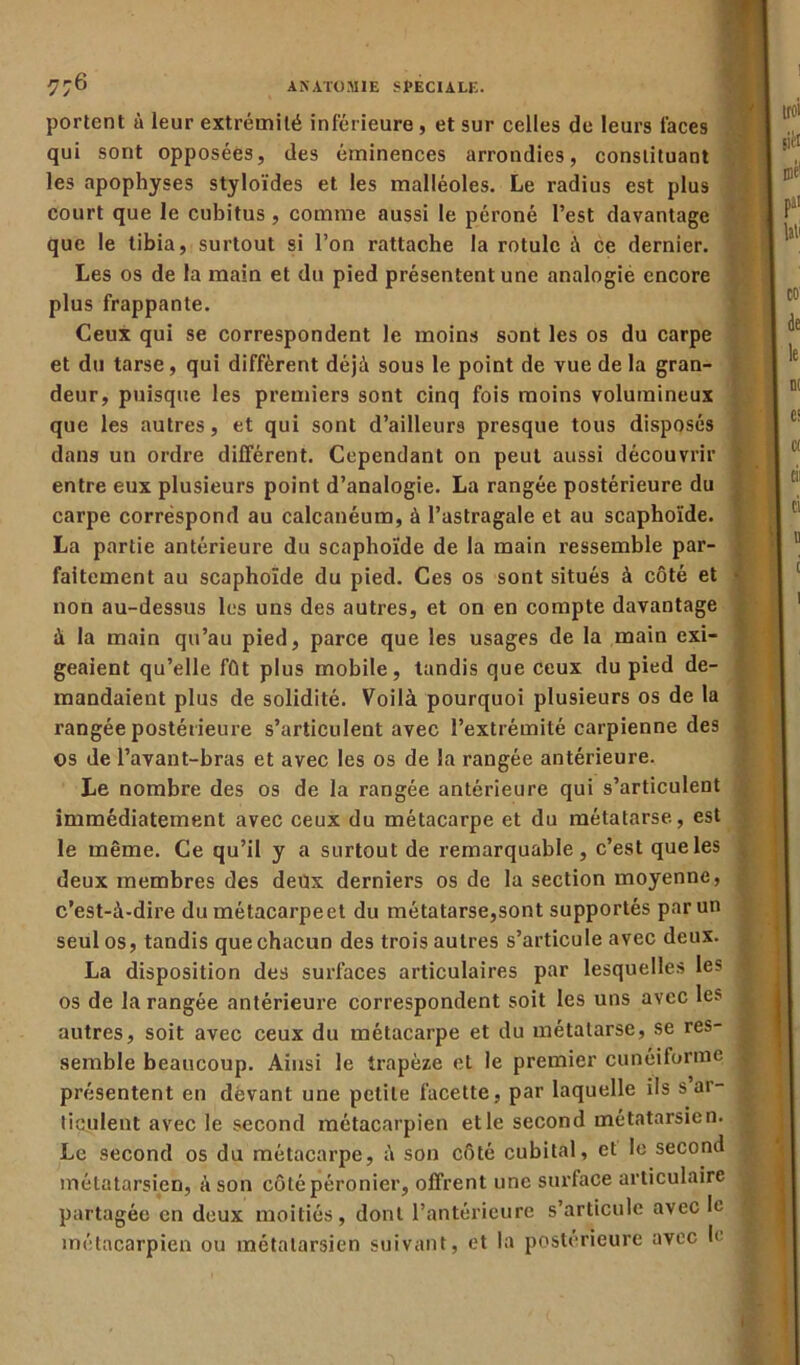 portent à leur extrémité inférieure, et sur celles de leurs faces qui sont opposées, des éminences arrondies, constituant les apophyses styloïdes et les malléoles. Le radius est plus court que le cubitus , comme aussi le péroné l’est davantage que le tibia, surtout si l’on rattache la rotule à ce dernier. Les os de la main et du pied présentent une analogie encore plus frappante. Ceux qui se correspondent le moins sont les os du carpe et du tarse, qui diffèrent déjà sous le point de vue de la gran- deur, puisque les premiers sont cinq fois moins volumineux que les autres, et qui sont d’ailleurs presque tous disposés dans un ordre différent. Cependant on peut aussi découvrir entre eux plusieurs point d’analogie. La rangée postérieure du carpe correspond au calcanéum, à l’astragale et au scaphoïde. La partie antérieure du scaphoïde de la main ressemble par- faitement au scaphoïde du pied. Ces os sont situés à côté et non au-dessus les uns des autres, et on en compte davantage à la main qu’au pied, parce que les usages de la main exi- geaient qu’elle fût plus mobile, tandis que ceux du pied de- mandaient plus de solidité. Voilà pourquoi plusieurs os de la rangée postérieure s’articulent avec l’extrémité carpienne des os de l’avant-bras et avec les os de la rangée antérieure. Le nombre des os de la rangée antérieure qui s’articulent immédiatement avec ceux du métacarpe et du métatarse, est le même. Ce qu’il y a surtout de remarquable, c’est que les deux membres des deux derniers os de la section moyenne, c’est-à-dire du métacarpe et du métatarse,sont supportés par un seul os, tandis que chacun des trois autres s’articule avec deux. La disposition des surfaces articulaires par lesquelles les os de la rangée antérieure correspondent soit les uns avec les autres, soit avec ceux du métacarpe et du métatarse, se res- semble beaucoup. Ainsi le trapèze et le premier cunéiforme présentent en devant une petite facette, par laquelle ils s ar- ticulent avec le second métacarpien et le second métatarsien. Le second os du métacarpe, à son côté cubital, et le second métatarsien, à son côté péronier, offrent une surlace articulaire partagée en doux moitiés, dont l’antérieure s’articule avec le métacarpien ou métatarsien suivant, et la postérieure avec le