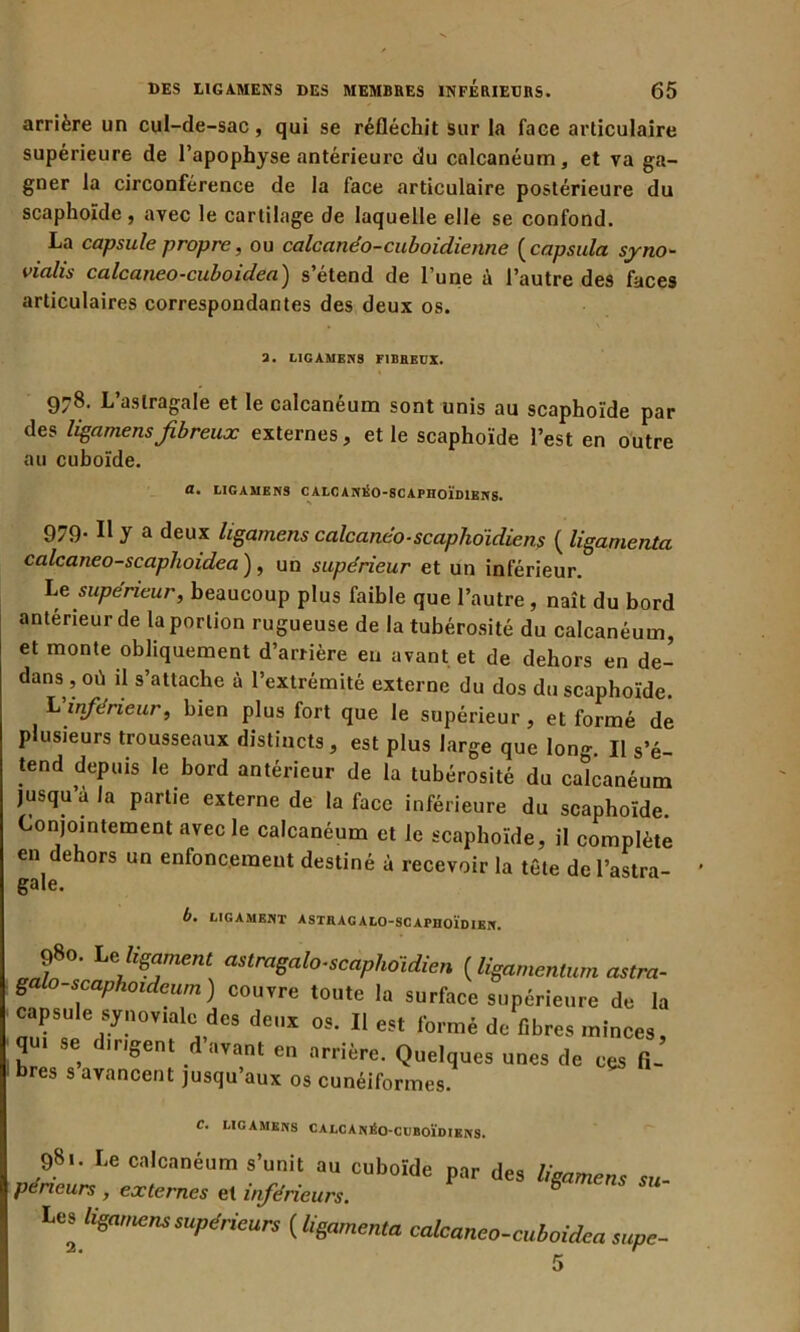 arrière un cul-de-sac, qui se réfléchit sur la face articulaire supérieure de l’apophyse antérieure du calcanéum, et va ga- gner la circonférence de la face articulaire postérieure du scaphoïde , avec le cartilage de laquelle elle se confond. La capsule propre, ou calcanéo-cuboidienne ( capsula syno- vialis calcaneo-cuboidea) s’étend de l’une à l’autre des faces articulaires correspondantes des deux os. 3. LIGAMENS FIBREUX. 978. L’astragale et le calcanéum sont unis au scaphoïde par des ligamensfibreux externes, et le scaphoïde l’est en outre au cuboïde. O., LIGAMENS CALCAN1SO-8CAPHOÏD1ENS. 979. Il y a deux ligamens calcanéo■ scaphoïdien? ( ligamenta calcaneo-scaplioidea ), un supérieur et un inférieur. Le supérieur, beaucoup plus faible que l’autre , naît du bord antérieur de la portion rugueuse de la tubérosité du calcanéum, et monte obliquement d’arrière en avant, et de dehors en de- dans , où il s’attache à l’extrémité externe du dos du scaphoïde. L inférieur, bien plus fort que le supérieur , et formé de plusieurs trousseaux distincts, est plus large que Ion- Il s’é- tend depuis le bord antérieur de la tubérosité du calcanéum jusqu’à la partie externe de la face inférieure du scaphoïde. Conjointement avec le calcanéum et le scaphoïde, il complète en dehors un enfoncement destiné à recevoir la tête de l’astra- gale. b. LIGAMENT ASTRACALO-SCAPHOÏDIEN. 980. Le ligament astragalo-scaphoidien (ligamentum astra- galo-scaphoideum) couvre toute la surface supérieure de la capsule synoviale des deux os. Il est formé de fibres minces, q 1 se îrigent avant en arrière. Quelques unes de ces fi- bres s avancent jusqu’aux os cunéiformes. LIGAMENS CALCANÉO-CUBOÏDIENS. 98'- Le calcanéum s’unit au cuboïde par des ligamens s„ péneurs , externes et inférieurs. ë Les Ugfmu,™supérieurs (li&menta calcaneo-cuboidea su,pe