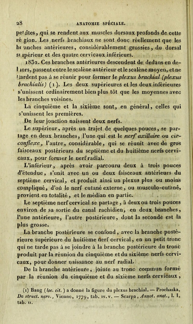 pet dtes, qui se rendent aux muscles dorsaux profonds de cette ré gion. Les nerfs brachiaux ne sont donc réellement que les bi anches antérieures, considérablement grossies, du dorsal si ipérieur et des quatre cervicaux inférieurs. i832. Ces branches antérieures descendent de dedans en de- 1 îors, passent entre le scalène antérieur et le scalène moyen, et ne (tardent pas à se réunir pour former le plexus brachial (plexus brachialis) (1). Les deux supérieures et les deux inférieures s’unissent ordinairement bien plus tôt que les moyennes avec les branches voisines. La cinquième et la sixième sont, en général, celles qui s’unissent les premières. De leur jonction naissent deux nerfs. Le supérieur, après un trajet de quelques pouces, se par- tage en deux branches, l’une qui est le nerf axillaire ou cir- conflexe, l’autre, considérable, qui se réunit avec de gros faisceaux postérieurs du septième et du huitième nerfs cervi- caux, pour former le nerf radial. L’inférieur, après avoir parcouru deux à trois pouces d’étendue, s’unit avec un ou deux faisceaux antérieurs du septième cervical, et produit ainsi un plexus plus ou moins compliqué, d’où le nerf cutané externe, ou musculo-cutané, provient en totalité, et le médian en partie. Le septième nerf cervical se partage, à deux ou trois pouces environ de sa sortie du canal rachidien, en deux branches, l’une antérieure, l’autre postérieure, dont la seconde est la plus grosse. La branche postérieure se confond, avec la branche posté- rieure supérieure du huitième rterf cervical, en un petit tronc qui ne tarde pas à se joindre à la branche postérieure du tronc produit par la réunion du cinquième et du sixième nerfs cervi- caux, pour donner naissance au nerf radial. De la branche antérieure, jointe au tronc coipmun formé par la réunion du cinquième et du sixième nerfs cervicaux, (1) Bang (loc. cit. ) a donné la figure du plexus brachial. — Prochaska, De struct. nerv., Vienne, 1779, tab. iv. v. — Scarpa, Annoi. ariat., 1. I, tab. u.