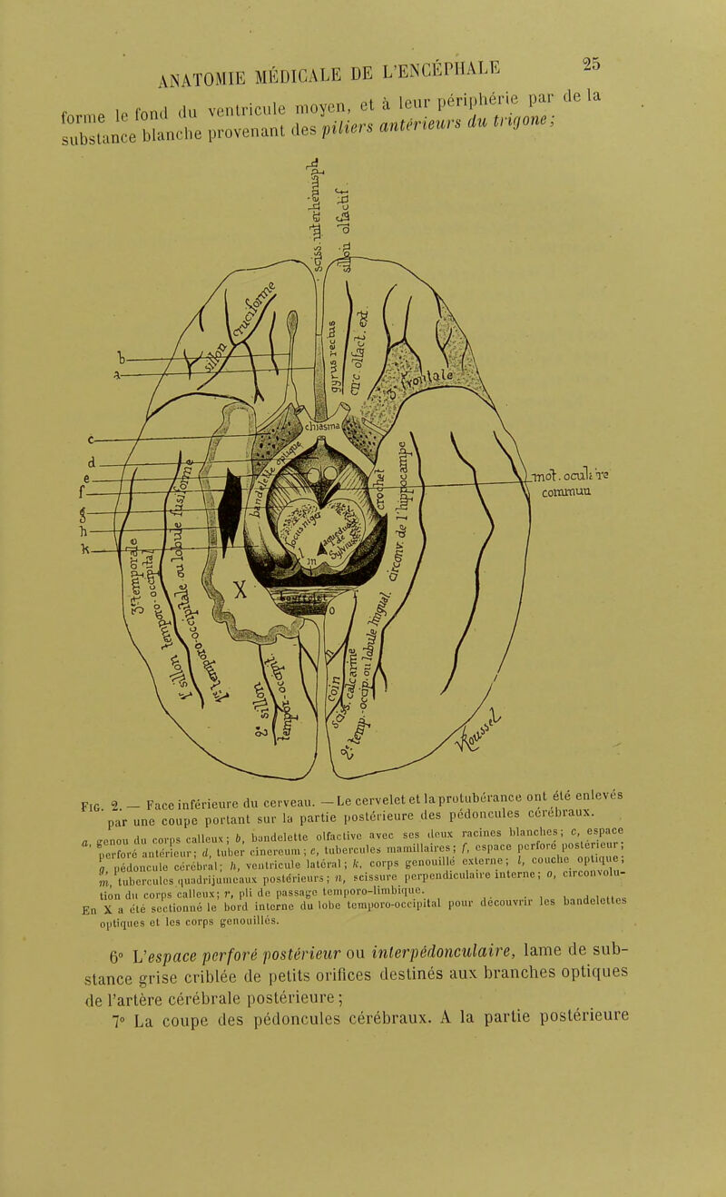 f IP fond du venlricule nioyen, et a leur perii.herie par de la lubstance blanche provenant des piUers anterieurs du tngone. .i FIG. 2. - Face inferieure du cerveau. - Le cervelet et la protuberance ont ete enleves par une coupe porlant sur la partie posteneure des pedoncules ceiebiaux. a genouclu corps calloux; b, bandelette olfaclivc avec ses deux racines blanches; c- perfore anter cur; d, tuber cinereum; c, tubercules mamillaires; f, cspace porfore posteneur, ; pd'orLle cere’br;i: k, venlricule lateral; ft. corps genouille externe; m tubercules ((uadrijuineaux postcrieurs; n, scissure perpendiculaii e inter c, , tion du corps calleux; r, pli do passa;je temporo-limbiquc. • , , En X a ete sectionne le bord interne du lobe temporo-occipital pour decouvrir les bandelcttes optiques et les corps genouillcs. 6“ Vespace perfore posterieur ou interp6donculaire, lame de sub- stance grise criblee de petits orifices destines aux branches optiques de I’artere cerebrate posterieure; 7“ La coupe des pedoncules cerebraux. A la partie posterieure