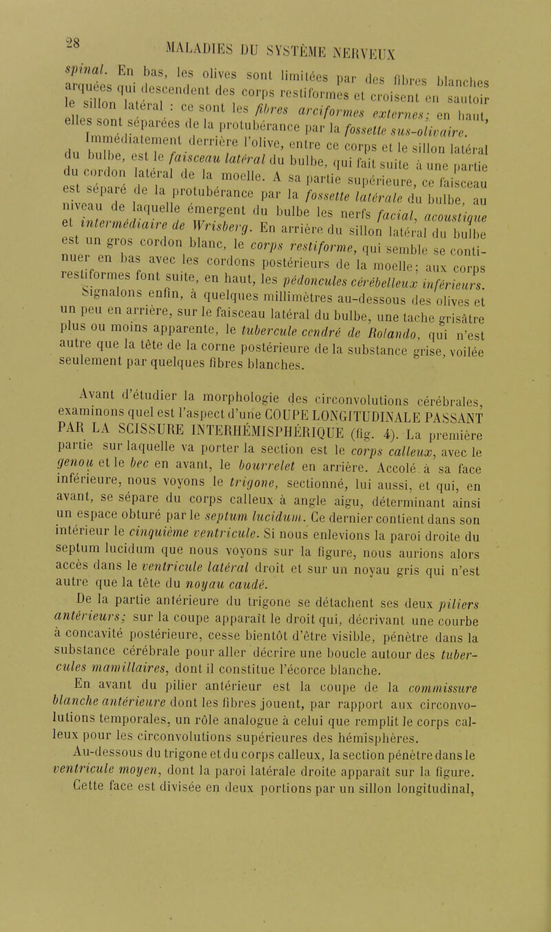 “28 spinal. En bas, les olives sonl limiiees par- dcs lilires biinclies TsIlloV'lalb 'T, c„ saoloir le sillon Uleial : cc soiU les fit,res areiformes exiernes- en I,am e les son! separees de la piotuberance par la fosselh- sus-olivaire. ’ ( u bulbe, es le /^aisceau lateral du bulbe. qui fail suile a ime pariie esl sm1m |“eT, , ‘1','™'’'=- superieure, ce faisceau sepa o de la protuberance par la foesette laterale du bulbe an niveau de laquelle emergent du bulbe les nerfs facial acouslitme. el tnlermedtatre ue Wrisberg. En arrieredu sillon laliiiW du bulbe est tin gros cordon blanc. le corps resliforme, qui semble se conti- , “pr„ f “r' ® P»s‘e'iem's de la inoelle; aux corps esliformes font suite, en haul, les pedmicuks cirebelleux infirkurs. ^ignalons enlin, a quelques millimetres au-dessous ties olives et un pcu en arriere, sur le faisceau lateral du bulbe, une lache grisStre plus ou moms apparente, le tubercule cendr6 de Rolando, qui n’est autre que la tete de la come posterieure dela substance m-ise voilee seulement par quelques fibres blanches. Avant d’etudier la morphologie des circonvolutions cerebrales examinons quel est I’aspect d’une COUPE LONGITUDINALE PASSANT PAR LA SCISSURE INTERHEMISPHERIQUE (fig. 4). La premiere partie sur laquelle va porter la section est le corps calleux, avec le genoaelle bee en avanl, le bourrelet en arriere. Accole.a sa face inferieure, nous voyons le trigone, sectionne, lui aussi, et qui, en avant, se separe du corps calleux a angle aigu, determinant ainsi un espace obture par le septum lucidum. Ge dernier contient dans son interieur le cinquieme ventricule. Si nous enlevions la paroi droite du septum lucidum que nous voyons sur la figure, nous aurions alors acces dans le vent7'icule lateral droit et sur un noyau gris qui n’est autre que la tete du noyau caude. De la partie anterieure du trigone se delacbent ses deux piliers anterieurs; sur la coupe apparait le droit qui, decrivant une courbe a concavite posterieure, cesse bientot d’etre visible, penetre dans la substance cerebrate pour alter decrire une boucle autour des tuber- cules mamillaires, dont il constitue I’ecorce blanche. En avant du pilier anterieur est la coupe de la commissure blanche anterieure dont Xes Whve^ ionexii, par rapport aux circonvo- lutions temporales, un role analogue a celui que remplit le corps cal- leux pour les circonvolutions superieures des hemispheres. Au-dessous du trigone et d u corps calleux, la section penetre dans le ventiHcule moyen, dont la paroi laterale droite apparait sur la figure. Cette face est divisee en deux portions par un sillon longitudinal,