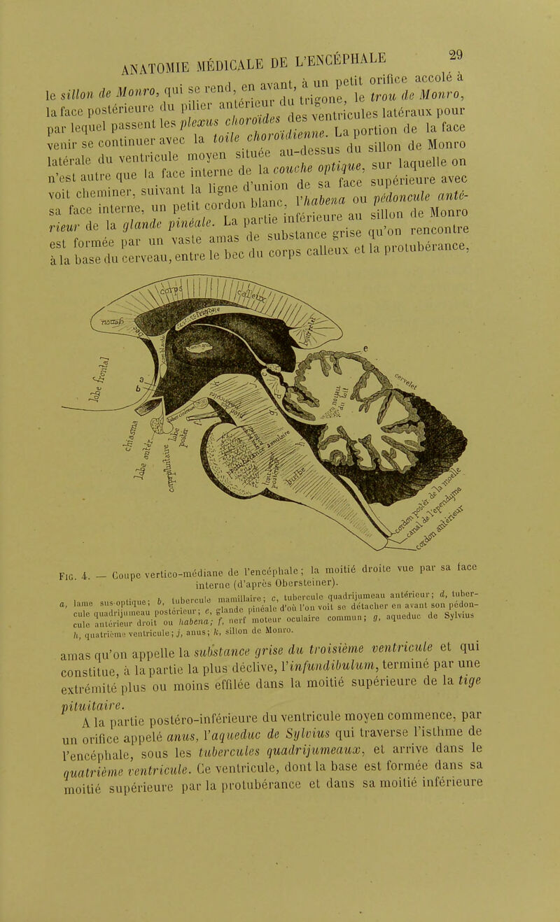 , nu> sc a - P.jt onnee^acco.e^a lafaceposledeurc <lu pil.cr ‘ “ ,„ies late^ a,, lequel passent les plexm « J.f» dc la face venii-se conlinuei-avec la  f^cssus clu sillon de Monro r;;,::; =.-J StESai:“=-s;= Fig. a. - Coupe vertico-mediane de I’encephale; la moitie droile vue par sa face interne (d’apres Obersteiner). ...^a-auc a, s,..™ h qaatrit'me venlricule I j, anus; fc, sillon do Monio. anias qu’on appelle la subMance grise dii troisieme ventricule et qui conslitue, a lapai'tie la plus declive, Vinfundibulum, termine par une extremite plus ou moins effilee clans la moitie superieure de la tige niluitaire. A la parlie postero-inferieure du venlricule moyen commence, par un orifice appele anus, Vaqueduc de Sylvius qui traverse I’isthme de I’encephale, sous les tubercules quadrijumeaux, el arrive dans le quatrieme ventricule. Ge ventricule, dont la base est formee dans sa moitie superieure par la protuberance el dans sa nioilie inferieure