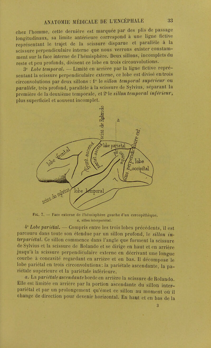 Chez Thomrae, cetle derniere est marquee par des plis de passage longitudinaux, sa limite anterieure correspond a une ligne lictive representant le Irajet de la scissure disparue et parallele a la scissure perpendiculaire interne que nous verrons exister constam- ment sur la face interne de I’hemisphere. Deux sillons, incomplets du reste et peu profonds, divisent ce lobe en trois circonvolutions. 3® Lobe temporal. — Limite en arriere par la ligne Active repre- sentant la scissure perpendiculaire externe, ce lobe est divise en trois circonvolutions par deux sillons : 1 le sillon temporal superieur ou parallele, tres profond, parallele a la scissure de Sylvius, separant la premiere de la deuxieme temporale, et2°le sillon temporal inferieur, plus superAciel et souvent incomplet. 4“ Lobe parietal. — Compris entre les trois lobes precedents, il est parcouru dans toute son etendue par un sillon profond, le sillon in- terparietal. Ce sillon commence dans Tangle que forment la scissure de Sylvius et la scissure de Rolando et se dirige en liaut et en arriere jusqu’a la scissure perpendiculaire externe en decrivant une longue courbe a concavite regardant en arriere et en bas. II decompose le lobe parietal en trois circonvolutions: la parietale ascendante, la pa- rietale superieure et la parietale inferieure. a. La parUtaleascendantehov^QQn arriere la scissure de Rolando. Elle esl limitee en arriere par la portion ascendante du sillon inter- parietal et par un prolongement qu’emet ce sillon au moment ou il change de direction pour devenir horizontal. En haut et en bas de la Fig. 7. — Face e,xlerne de I’heniisphere gauche d’un cercopitheque* a, sillon interparietal. 3