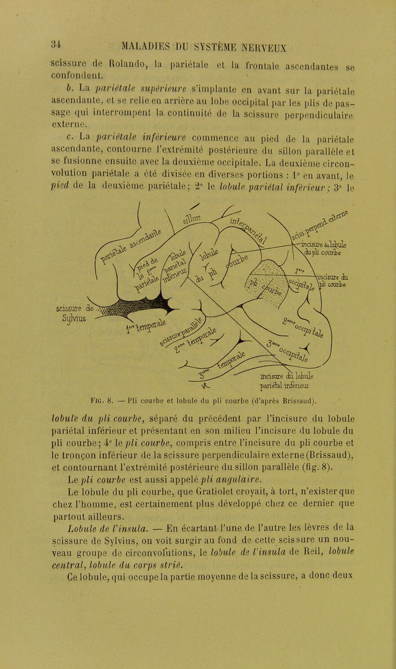 scissure cle Rolando, la parietale el la IVonlale ascendanles se confondent. b. La parUtale superieure s’implante en avant sur la parietale ascenclante, el se relie en arriere an lobe occipital par les plis de pas- sage f|ui inlerronipenl la conlinuite de la scissure perpendiculaire externe. c. La parietale inferieure commence an pied de la parietale ascendante, contourne I’extremite posterieure dii sillon paralleleet se fusionne ensuite avec la deiixieme occipitale. La deuxieme circon- volution parietale a ete divisee en diverses portions ; 1 en avant, le pied de la deuxieme parietale; 2“ le lobule parUlal inferieur; S” le Fig. 8. — Pli courbe et lobule du pli courbe (d’apres Brissaud). lobule du pli courbe, separe du precedent par I’incisure du lobule parietal inferieur et presentant en son milieu I’incisure du lobule du pli courbe; 4“ \e pli courbe, compris entre I’incisure du pli courbe et le trongon inferieur de la scissure perpendiculaire externe (Brissaud), et contournant I’extremite posterieure du sillon parallele (fig. 8). Le pli courbe est aussi appelep^i angulaire. Le lobule du pli courbe, que Gratiolet croyait, a tort, n’existerque chez I’homme, est certainement plus developpe chez ce dernier que partout ailleurs. Lobule de I'insula. — En ecartant I’une de I’autre les levres de la scissure de Sylvius, on voit surgir au fond de cette scissure un nou- veau groupe de circonvolutions, le lobule de I’insula de Reil, lobule central, lobule da corps strie. Ce lobule, qui occupe la partie moyenne de la scissure, a done deux