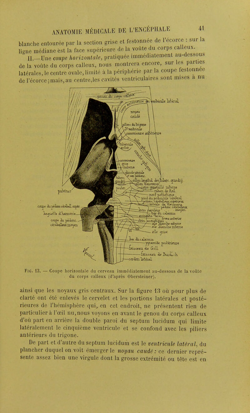 blanche entouree par la seclion grise et festonnee de 1 ecorce ; sui la ligne mecliane est la face superieiire de la voute du corps calleux. II.—Une coupe horizontale, pratiquee immediatement au-dessous de la voute du corps calleux, nous monlrera encore, sur les parlies laterales,le centre ovale, limile a la peripherie par la coupe festonnee de recorce;mais,au centre,les cavites ventriculaires sont mises a nu 'oilricule lateral ^utvirial- coi^s 4ipe3onc.cetelMll.si^ti- lajuelte d'tiaraionie, coupe 3u peiiMc, cQ'idiccociiio^m x.ijuai-y le loterne lubeui ie K.eiL nerf patlietioue pied duprfdoncule cereal ■^dowe. cerAdUoDc saxperirut valvule VSeussejaA ) ■—— pedonc - ceteieHeuz ‘cerydeus Hioyeu- 3u a 'leres « . —lovea ajuenctr Fuiugufis aue Haaiche odeuie mlfi ilajacJie iiileme aile gil&e ■iec dtucalwirus ■ j^aiuicLc poilmeuire ■l^sceau de Goll. ;ajsceau de cordrai lat^al Fig. 13. — Coupe horizontale du cerveau immediatement au-dessous de la voute du corps calleux (d’apres Obersteiner). ainsi que les noyaux gris centraux. Sur la figure 13 ou pour plus de clarte ont ete enleves le cervelet et les portions laterales et poste- rieures de I’hemisphere qui, en cet endroit, ne presentent rien de particulier a fceil nu,nous voyons en avant le genou du corps calleux d’oii part en arriere la double paroi du septum lucidum qui limite lateralement le cinquieme ventricule et se confond avec les piliers anlerieurs du trigone. De part et d’aulre du septum lucidum est le ventricule. lateral, du plancher duquel on voit emerger le noyau caude : ce dernier repre- sente assez bien une virgule dont la grosse exlremite ou tSte est en