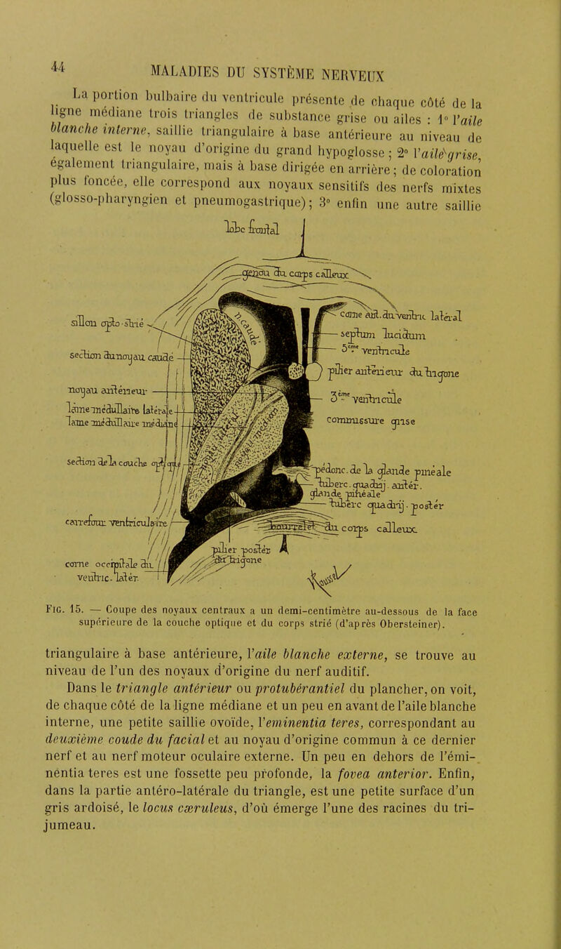 La portion bulbaire du vontricule presenle de charpic c6te de la ligne mediane Irois triangles de substance grise ou ailes : I» Vaile blanche interne, saillie triangulaire a base anterieure au niveau de aquelle est le noyau d’origine du grand hypoglosse; 2“ Vaile^nrise egalenient triangulaire, mais a base dirigee en arriere; de coloration plus Ibncee, elle correspond aux noyaux sensitifs de-s nerfs mixtes (glosso-pbaryngien et pneumogastrique); 3» enfin une autre saillie lobe tcjulal siHon cTiSo-slne ^ ! / section aunouau no^au eo.it eiaem- lenneineSuTlaii:® latb'a|i lame 3m:3ulleii:e laedic n( se^on coucTie ^ , >Jh caoTeTotu: ventriculsiie — //// come occipitale 3u_ / / veiih'ic. ^ter Ccnne iuil.da'VBnlnc lalaal luciiam 'VEiitriciile ^iber anLeneiu- dulngone 3'!^'veiih-icale cotturusstu-e gnse edonc.de Ta ^ande pmeale uberc. quaoboj. aailei-. giande pine ale i^erc jost;er 5S c alleux. Fig. 15. — Coupe des noyaux centraux a un demi-centimetre au-dessous de la face superieure de la couche optiqiie et du corps strie (d’apres Obersteiner). triangulaire a base anterieure, Vaile blanche externe, se trouve au niveau de Tun des noyaux d’origine du nerf auditif. Dans le triangle anterieur ou protuberantiel du plancher, on voit, de chaque cote de la ligne mediane et un peu en avant de I’aile blanche interne, une petite saillie ovoide, Veminentia teres, correspondant au deuxieme coude du facial et au noyau d’origine common a ce dernier nerf et au nerf moteur oculaire externe. Un peu en dehors de I’emi- nentia teres est une fossette peu profonde, la fovea anterior. Enfin, dans la partie antero-laterale du triangle, est une petite surface d’un gris ardoise, le locus cseruleus, d’ou emerge I’une des racines du tri- jumeau.