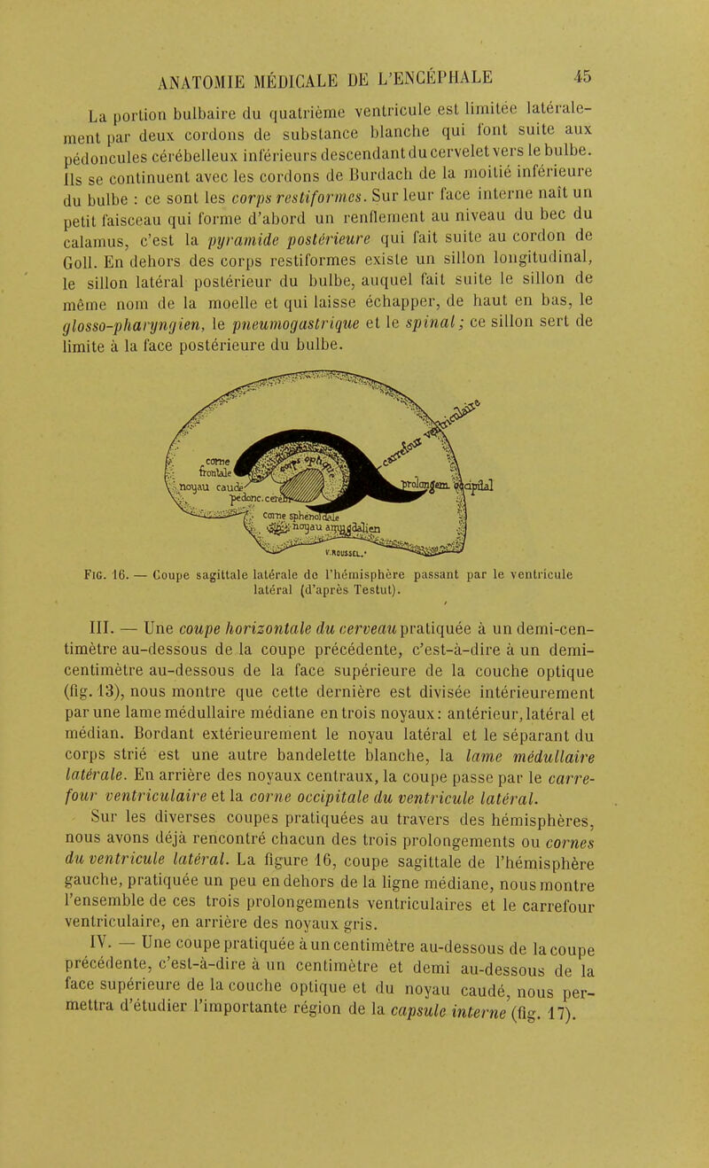 La portion bulbaire du quatrierne ventricule est limitee laterale- ment par deux cordons de substance blanche qui tout suite aux pedoncules cerebelleux inferieurs descendant ducervelet vers le bulbe. 11s se continuent avec les cordons de Eurdach de la moitie inferieure du bulbe : ce sont les corps restifornies. Sur leur face interne nait un petit faisceau qui forme d’abord un renflement au niveau du bee du calamus, e’est la pyramide posUrieure qui fait suite au cordon de Goll. En dehors des corps restiformes existe un sillon longitudinal, le sillon lateral posterieur du bulbe, auquel fait suite le sillon de meme nom de la moelle et qui laisse echapper, de haut en bas, le glosso-pharyngien, le pneumogastrique et le spinal,; ce sillon sert de limite a la face posterieure du bulbe. Fig. 16. — Coupe sagittale laterale do I’hemisphere passant par le ventricule lateral (d’apres Testut). III. — Une coupe horizontale du cerveau pi'diliquee a un demi-cen- timetre au-dessous de la coupe precedente, e’est-a-dire a un demi- centimetre au-dessous de la face superieure de la couche optique (fig. 13), nous montre que cette derniere est divisee interieurement par une lame medullaire mediane entrois noyaux: anterieur, lateral et median. Bordant exterieurement le noyau lateral et le separant du corps strie est une autre bandelette blanche, la lame medullaire laterale. En arriere des noyaux centraux, la coupe passe par le carre- four ventriculaire et la come occipitale du ventricule lateral. Sur les diverses coupes pratiquees au travers des hemispheres, nous avons deja rencontre chacun des trois prolongements ou comes du ventricule lateral. La figure 16, coupe sagittale de I’hemisphere gauche, pratiquee un peu en dehors de la ligne mediane, nous montre I’ensemble de ces trois prolongements ventriculaires et le carrefour ventriculaire, en arriere des noyaux gris. IV. — Une coupe pratiquee a un centimetre au-dessous de la coupe precedente, e’est-a-dire a un centimetre et demi au-dessous de la face superieure de la couche optique et du noyau caude, nous per- mettra d’etudier I’importante region de la capsule interne (fig. 17).