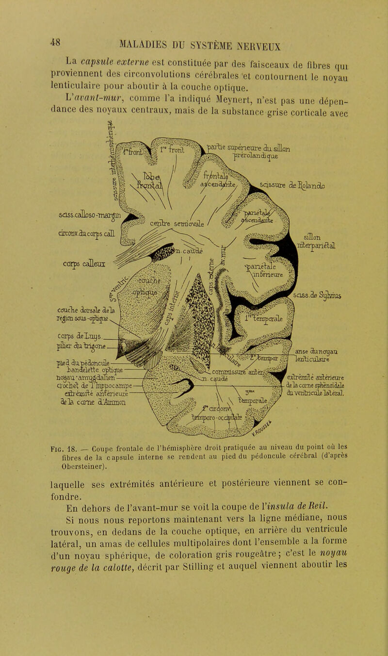 La capsule externe est constiluee par des faisceaux de fibres qui proviennent des circonvolulions cerebrales el conlournent le noyau lenliculaire pour aboulir a la couche oplique, L avanl-mur, conime 1 a indique Meynert, n’esl pas une depen- dance des noyaux cenlraux, mais de la substance grise corlicale avec supeneure dusillQn ■pra’olaaiditjue. Scissuie de^lanolo sdss.caDflso drcoQv.dacoi-ps caE ccsijs caHeux coucTie iirsale EeTa Te^imsous-e^yifi corps deXiiys pihei- (JuX*i^one pled du.pedoncule ianoelefte OTtiqae nogau • ampg^T£n — Q-ochel; deTh^pocampe— ecntmeure yi dela ccaTie dAnanon sjHon anlerparielal sass i.3e Sylsrius arise duTioyan lerticalaire extrermle aiitmeure dela come sphenoidak daveubacdifilalera]. Fig. 18. Coupe fronlale de I’hemisphere droit pratiquee au niveau du point ou les fibres de la capsule interne se rendcnt au pied du pedoncule cerebral (d’apres Obcrsteiner). laquelle ses extremites anterieure et posterieure viennent se con- fondre. En dehors de I’avant-mur se volt la coupe de Vinsula deReil. Si nous nous reportons maintenant vers la ligne mediane, nous trouvons, en dedans de la couche optique, en arriere du ventricule lateral, un amas de cellules multipolaires dont I’ensemble a la forme d’un noyau spherique, de coloration gris rougeatre; c’esl le noyau rouge de la calotte, decrit par Stilling et auquel viennent aboulir les