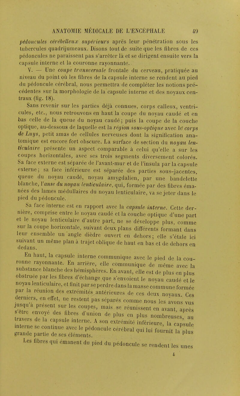 pHoucules c&n^belleux supdiieurs apres leur penetration sous les tubercules quadrijumeaux. Disons toutde suite que les fibres de ces pedonculcs ne paraissent pas s’arreter la et se dirigent ensuite vers la capsule interne et la couronne rayonnante. V. — Une coupe transversale frontale du cerveau, pratiquee au niveau du point ou les fibres de la capsule interne se rendent au pied du pedoncule cerebral, nous permettra de completer les notions pre- cedentes sur la morphologic de la capsule interne et des noyaux cen- traux (fig. 18). Sans revenir sur les parties deja connues, corps calleux, ventri- cules, etc., nous retrouvons en haut la coupe du noyau caude et en bas celle de la queue du noyau caude; puis la coupe de la couche oplique, au-dessous de laquelle est la region sous-optigue avec le' corps de Lugs, petit amas de cellules nerveuses dont la signification ana- tomique est encore fort obscure. La surface de section du noyau len- tkulaire presente un aspect comparable a celui qu’elle a sur les coupes horizontales, avec ses trois segments diversement colores. Sa face externe est separee de favant-mur et de I’insula par la capsule exleriie; sa face inferieure est separee des parties sous-jacentes, queue du noyau caude, noyau amygdalien, par une bandelette blanche, Vanse du noyau lenticulaire, qui, formee par des fibres ema- nees des lames medullaires du noyau lenticulaire, va se jeter dans le pied du pedoncule. Sa face interne est en rapport avec la capsule interne. Cette der- niere, comprise entre le noyau caude et la couche optique d’une part et le noyau lenticulaire d’autre part, ne se developpe plus, comme sur la coupe horizontale, suivant deux plans differents formant dans leur ensemble un angle diedre ouvert en dehors; elle s’etale ici suivant un meme plan a trajet oblique de haut en bas et de dehors en dedans. En haut, la capsule interne communique avec le pied de la cou- ronne rayonnante. En arriere, elle communique de meme avec la substance blanche des hemispheres. En avant, elle est de plus en nlus obslruee par les fibres d’echange que s’envoient le noyau caude et le noyau lenticulaire, et finit par se perdre dans la masse commune formee par la reunion des extremites anterieures de ces deux noyaux. Ces ( erniers, en effet, ne restent pas separes comme nous les avons vus jusqu a present sur les coupes, mais se reunissent en avant apres are envoye des fibres d union de plus en plus nombreuses au travels de la capsule interne. A son extremite infm-ieure, la capsule interne se continue avec le pedoncule cerebral qui lui fournit la^nlus grande partie de ses elements. P ® Les fibres qui emanent du pied du p^Ioncule se rendent les unes ■l