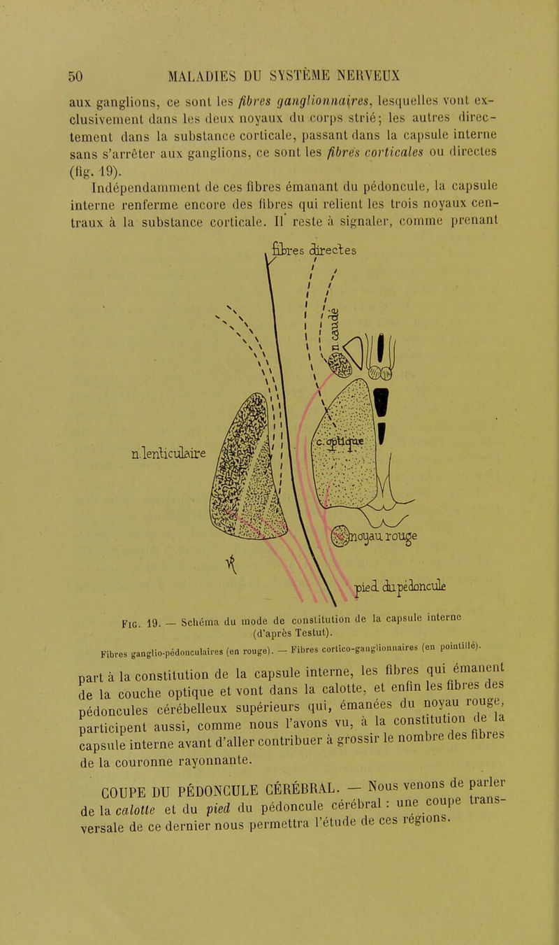 aux ganglions, ce sonl les fibres ganglionnaires, lesquelles vonl ex- clusiveinent dans les deux noyaux du corps slrie; les aulres direc- lement dans la substance corlicale, i)assant dans la capsule interne sans s’arreter aux ganglions, ce sont les fibres corticales ou directes (fig. 19). Independamment de ces fibres emanant du pedoncule, la capsule interne renferme encore des fibres qui relient les trois noyaux cen- traux a la substance corticate. 11 resle a signaler, comine prenant fibres clirecLes n-leiitioilaire pnoyau rouge piei dupeSonculfi Pjq_ 19. Schema du mode de conslitulion de la capsule interne (d’apres Testut). Fibres ^.angUo-pedoncuhires (ea rouge). - Fibres corlico-gauglionnaires (en poinlille). part a la constitution de la capsule interne, les fibres qui emanent de la couche optique et vont dans la calotte, et enfin les fibres des pedoncules cerebelleux superieurs qui, emanees du noyau rouge, participent aussi, comme nous I’avons vu, a la capsule interne avant d’aller contribuer a grossir le nombre des fibres de la couronne rayonnante. COUPE DU PEDONCULE CEREBRAL. — Nous venons de parler dele, calotte et du pied du pedoncule cerebral: une coupe tians- versale de ce dernier nous permettra I’etude de ces region .