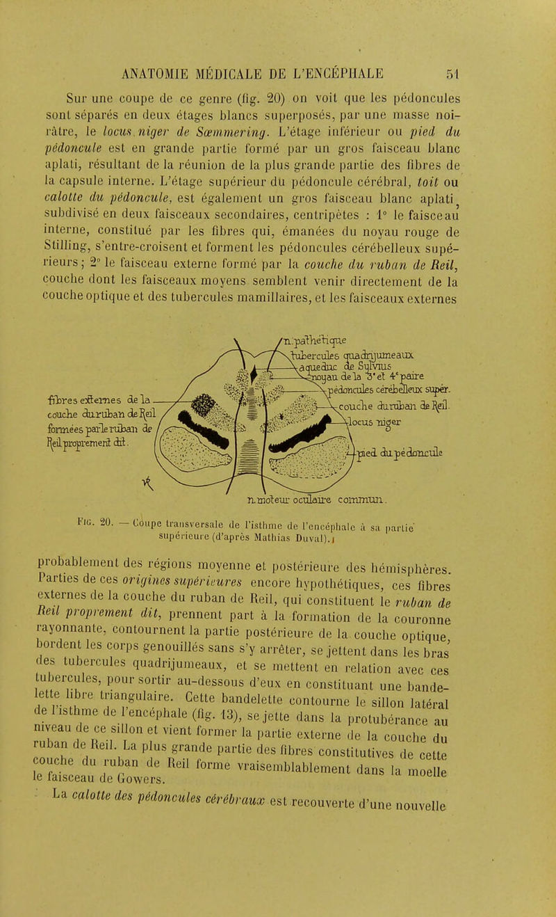 Sur une coupe de ce genre (lig. 20) on voit que les pedoncules sonl separes en deux etages blancs superposes, par une masse noi- riitre, le locuft.niger de Soemmering. L’etage inlerieur ou pied du pedoncule est en grande parlie forme par un gros faisceau blanc aplati, resultant de la reunion de la plus grande partie des fibres de la capsule interne. L'etage superieur du pedoncule cerebral, toit ou calotle du p6doncule, est egalement un gros faisceau blanc aplati subdivise en deux faisceaux secondaires, centripetes : 1“ le faisceau interne, constilue par les fibres qui, emanees du noyau rouge de Stilling, s’entre-croisent et ferment les pedoncules cerebelleux supe- rieurs; 2“ le faisceau externe forme par la couche du ruban de Reil, couche dont les faisceaux moyens semblent venir directernent de la couche optique et des tubercules mamillaires, et les faisceaux externes fibres eXternes dela couclie duriiban del^dl formeespafleivibaii dp I^eilpropreineii it. ■n.:palhefiqne .biberculfis cmadnjumeaux .ednc de Sulvius ;yau dela '3*el 4'paire edonculfis cerdjdleiix siipar. couclie daruban dellpl. flocus uider 0 ■pied, dapedoucule nmoleur octilau-e commun. IOg. 20. — Coupe traiisversale de I’isthme de I’encephale a sa parlie' superieurc (d’apres Mathias Duval), j probablement des regions moyenne et posterieure des hemispheres. CQs origines superkures encore hypothetiques, ces fibres externes de la couche du ruban de Reil, qui constituent le ruban de Reil proprement dit, prennent part a la formation de la couronne rayonnante, contournent la partie posterieure de la couche optique bordent les corps genouilles sans s’y arreter, se jettent dans les bras des tubercules quadrijumeaux, et se mettent en relation avec ces lubercules, pour sortir au-dessous d'eux en consUluanl une bande- lelle bbre Iriangulaire. Celle bandelelle eonlourne le siUon laleral de I isthme de I’encepbale (flg. 13), se jelle dans k proluberanee au niveau de ce sdlon el vient former la parlie exlerne de la couche du ruban de Keil. La plus grande parlie des libres conslilulives de celle kSe::de1:;er:.^' da„s la mrell: La calotte des pedoncules cirebraux esl reconvene d’une nouvelie