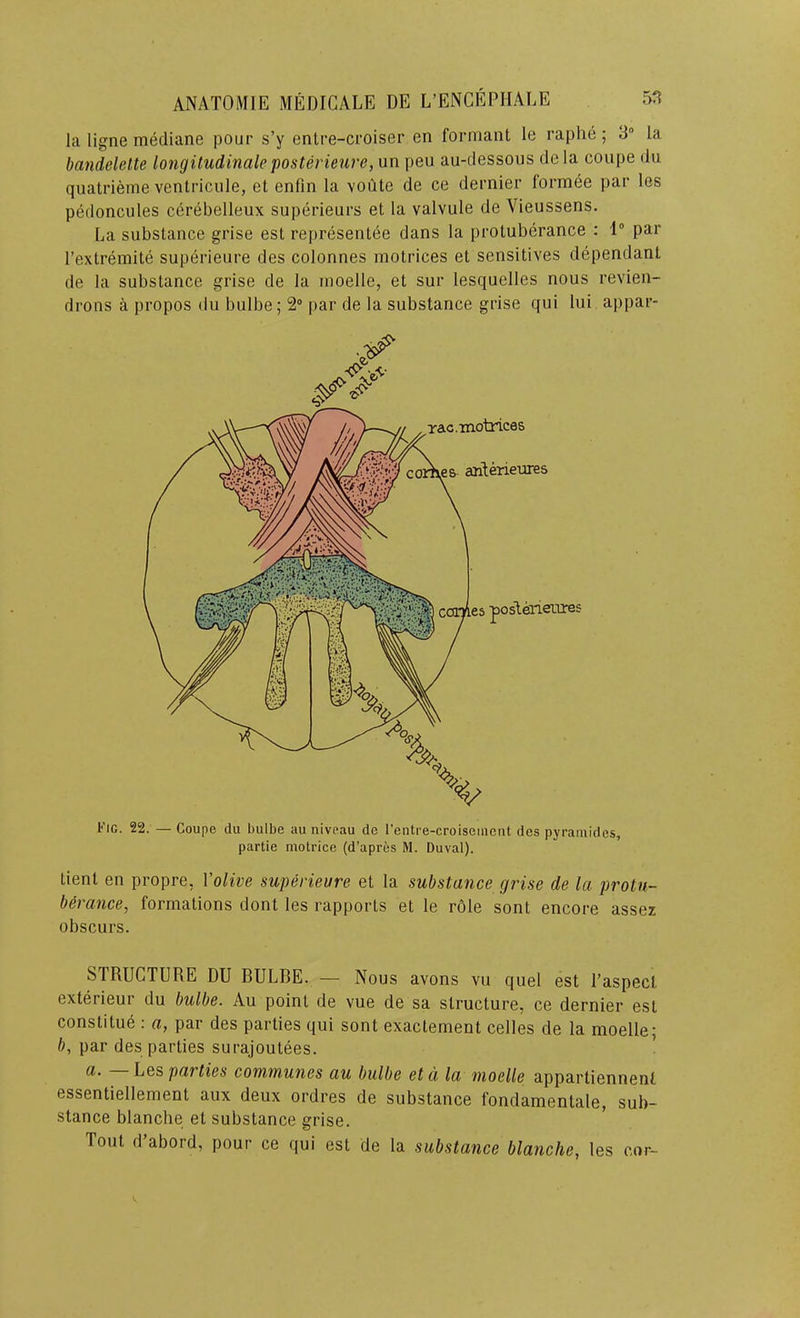 la ligne mediane pour s’y entre-croiser en formant le raphe; 3° la bandelette longitudinaleposterieure, un pen au-dessous dela coupe du quatrieme ventricule, et enfm la voute de ce dernier formee par les pedoncules cerebelleux superieurs et la valvule de Vieussens. La substance grise est representee dans la protuberance : 1“ par I’extremite superieure des colonnes motrices et sensitives dependant de la substance grise de la nioelle, et sur lesquelles nous revien- drons a propos du bulbe; 2“ par de la substance grise qui lui appar- IOg. 22. — Coupe du bulbe au niveau de I’entre-croiseinent des pyramides, partie motrice (d’apres M. Duval). tient en propre, Volive superieure et la substance grise de la protu- berance, formations dont les rapports et le role sont encore assez obscurs. STRUGTURE DU RULRE. — Nous avons vu quel est I’aspecl exterieur du bulbe. Au point de vue de sa structure, ce dernier est constitud : a, par des parties qui sont exactement celles de la moelle; b, par des parties surajoutees. a. — Les parties communes au bulbe eta la moelle appartiennenl essentiellement aux deux ordres de substance fondamentale, sub- stance blanche et substance grise. Tout d’abord, pour ce qui est de la substance blanche, les cor-