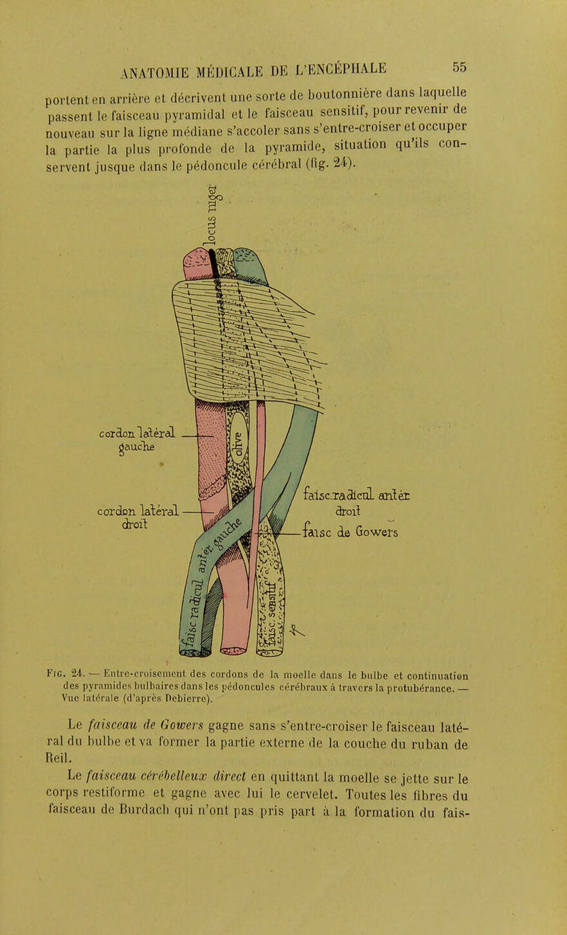 portent en arriere et decrivent une sorte de boutonniere dans laquelle passent le faisceau pyramidal et le faisceau sensitif, pourrevenir de nouveau sur la ligne inediane s’accoler sans s’entre-croiser et occuper la partie la plus profonde de la pyramide, situation qu ils con- servent jusque dans le pedoncule cerebral (fig. 24). cordon lateral gauche di'oil; alsc.xadicnL ecnier droll disc de Gowers Fig. 24-. — Entic-croiscmcnt des cordons de la moelle dans le bnlbe et continuation des pyramides bulbaires dans les pedoncules cerebraux a Iravcrs la protuberance. — Vue latdrale (d’apres Debierre). Le faisceau de Gowers gagne sans s’entre-croiser le faisceau late- ral dll bulbe et va former la partie externe de la couche du ruban de Red. Le faisceau c&rehelleux direct en quittant la moelle se jette sur le corps restiforme et gagne avec lui le cervelet. Toutes les fibres du faisceau de Burdacb qui n’ont pas pris part it la formation du fais-