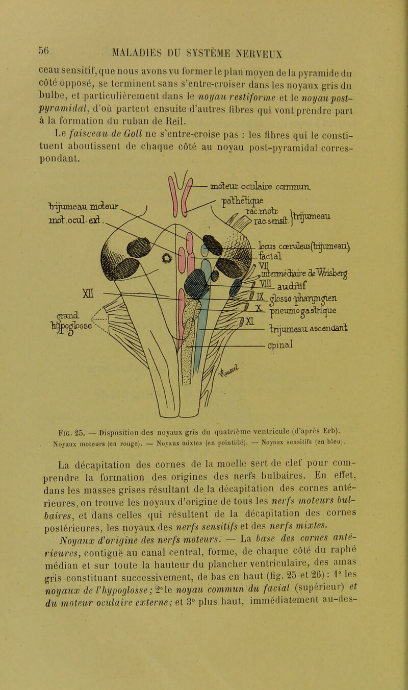 50 ceau seiisilir,qiie nous avons vu former le plan rnoyen dela pyramide dn c6le oppose, se terminenl sans s’enlre-croiser dans les noyaux gris dn bulbe, et ])articiiliereinenl dans le noyciu restiforme et le iioyciupost- pyramidal, d’oii parlenl ensuite d’aulres libres qui vonl prendre pari a la formation du ruban de Kell. Le faisceau de Goll ne s’enlre-croise pas : les libres qui le consti- tuent aboutissent de chacpie cote au noyau post-pyramidal corres- pondant. Fig. 25. — Disposition des noyau.x gris du qualrieme venlricule (d’aprcs Erb). Noyau.x moteurs (en rouge). — Noyaux niixlcs (en pointille). — Noyaux sensitifs (en bleu). La decapitation des comes de la moelle sert de clef pour com- prendre la formation des origines des nerfs bulbaires. En effet, dans les masses grises resultant de la decapitation des comes ante- rieures, on trouve les noyaux d’origine de tous les nerfs moteurs bul- baires, et dans celles qui resultent de la decapitation des comes posterieures, les noyaux des nerfs sensitifs et des nerfs mixtes. Noyaux d'origine des nerfs moteurs^ — La base des comes ante- rieures, contigue au canal central, forme, de chaque cote du raphe median et sur toute la hauteur du plancher ventriculaire, des amas gris constituant successivement, de has en haut (lig. 25 et 26): I® les noyaux de Uhypoglossenoyau commun du facial (superieur) et du moleur oculaire externo; et 3® plus haut, immediatement au-des-