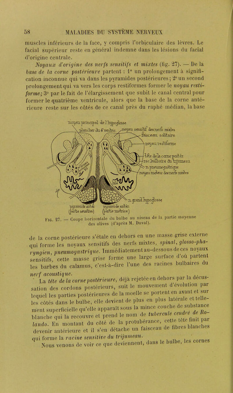 muscles iiiferieurs de la face, y compris rorbiciilaire des levres. Le facial superieiir resle en general indemne dans les lesions du facial d’origine centrale. Noyaux d'origine des nerfs sensitifs et mixles (lig. ‘27). — De la base de la come posterieure partenl : 1“ nn prolongement a signifi- cation inconnue qui va dans lespyramides posterieures; 2“un second prolongement qui va vers les corps restiformes former le noyau resti- forme; 3° par lefail de I’elargissement que siibit le canal central pour former le quatrieme ventricule, alors que la base de la come ante- rieure reste sur les cotes de ce canal pres du raphe median, la base HOT^auprinapal iel'ligpo^sse “blancher^ 4*veritrir /Tiayau senailaf desTis'ls Tnixtes -feisceeta solitaire ■iiogauTeslifarme d,ele SeTacome;poster. ■Tac33ulbai;e datignmeau Ti.pneuroDjastriqne no^eonnoleu]: dfliiiero mates 71. granlligpo^osse pyramide ariter. ^aftie-motrice) pjg_ 27. Coupe liorizontale du bulbe au niveau de la partie inoyenne des olives (d’apres M. Duval). pyamicie aila sensitive) de la come posterieure s’etale en dehors en une masse grise externe qui forme les noyaux sensitifs des nerfs mixtes, spinal, glosso-pha- runqien, pneumogastrique. Immediatementau-dessousdeces noyaux sensitifs, cette masse grise forme une large surface d ou partent les barbes du calamus, c’est-a-dire I’une des racines bulbaires du nerf acoustique. , , , i ' La tile de la come posterieure, deja rejelee en dehors par la decus- salion des cordons poslerieurs, suil le mouve.nenl d’eTOlution par lequel les parties posterienres de la moelle se porten en les cotes dans le bulbe, elle deyient de plus en plus ment superncielle qu’elle apparalt sous la ni.nce conche blanche qui la recouyre et prend le nom de lando. En montant do eOte de la protuberance, ^ devenir anlerieure et 11 s’en detache un faiscean de nb.es blanches qui forme la racine sensitive du trijumeau. , , ^ pnmP<; ^ Nous venons de voir ce que deviennent, dans le bulbe,