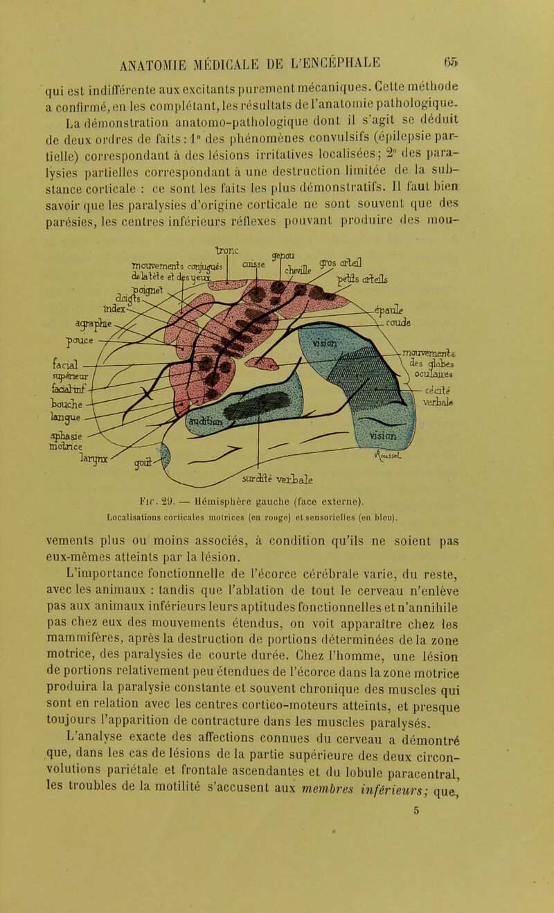 qui est indiflerenle aux excitants purement mecaniques. Cette methode a contirme,en les coinpletant,lesresultats del’anatomie pathologique. La demonstration anatomo-pathologique dont il s’agit se deduit de deux ordres de faitsrl® des phenomenes convulsifs (epilepsie par- tielle) correspondant a des lesions irritatives localisees; 2 des para- lysies partielles correspondant a une destruction limitce de la sub- stance corticate : ce sont les fails les plus demonstratifs. II faut bien savoir que les paralysies d’origine corticate ne sont souvent que des pardsies, les centres inferieurs rellexes pouvant produire des inou- Ironc TnoOTejnenis conju^s dalalHe e^desi^eux jenou , „ ;s cJiIqIs ^ . poignel ckd^s touche ajihasie molrice epaiih roude des glotes ocuiaites cecite ii[4\ verbale surile veriale Fir. 29. — Hemisphere gauche (face externe). Localisations corticales molrices (en rouge) et sensorielles (en bleu). vements plus ou moins associes, a condition qu’ils ne soient pas eux-memes atteints par la lesion. L’importance fonctionnelle de I’ecorce cerebrate varie, du reste, avec les animaux ; landis que I’ablation de tout le cerveau n’enleve pas aux animaux inferieurs leurs aptitudes fonctionneltes et n’annihile pas chez eux des mouvements etendus, on voit apparaitre chez les mammiferes, apres la destruction de portions determinees de la zone naotrice, des paralysies de courte duree. Chez I’homme, une lesion de portions relativement peu etendues de I’ecorce dans la zone motrice produira la paralysie constante et souvent chronique des muscles qui sont en relation avec les centres cortico-moteurs atteints, et presque toujours I’apparition de contracture dans les muscles paralyses. L’analyse exacte des affections connues du cerveau a demontr4 que, dans les cas de lesions de la partie superieure des deux circon— volutions parietale et frontale ascendantes et du lobule paracentral les tioubles de la motilite s’accusent aux mBinbvBS inf^viBUTSj que,