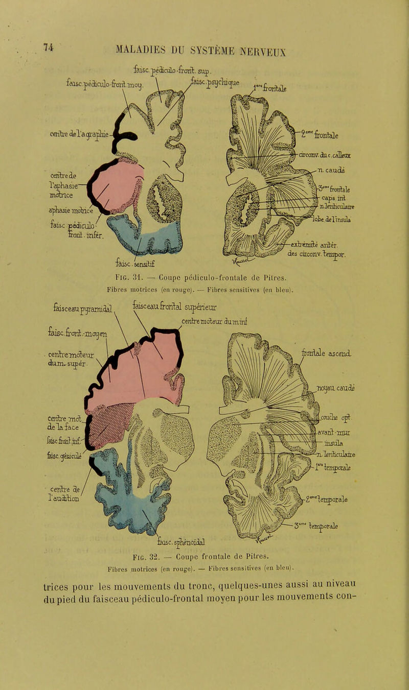 faisc jeiaQo-fronl. sap feasc.pe&ulo-froiTl.inoy. \ yfaisc.psycTiiijui coih’e deTagi'a^e centre 4e Taphasie mdtrice apliasie motiice faisc pediculo-'* toiimfer. .l*£'orilal£ fosceaupjraimdal fiu6c.£-ori:.-: cerih'eTnate-ar dum, super- fciisc. sensilif Fig. 31. — Coupe pcdiculo-fiontale de Pilres. Fibres inotricos (on rouijcj. — Fibres sensitives (en bleu). faisceau frontal supaiem* centre TOoieur dum-inl 2“fronlale dreonv. du c .caDenx ■a cauda -S'-frcmlale caps iril nlenhailane lote.delinsula ■exti'enifte aaiter des circonv-tenipor. centre mA deTaface ftosefiant-inf.' &sc.c|^ciile centre de Tauditioit coudifi 0^. avant-nmr insula ULlenticulflire i'^tempardfi tenjorale ten^orale fiosc. sjhmoidal Fig. 32. — Coupe frontale de Pitres. Fibres motrices (en rouge). — Fibres sensitives (en bleu). trices pour les mouveinents du Ironc, quelques-unes aussi au niveau dupied du faisceau pediculo-frontal rnoyen pour les mouvemenls con-