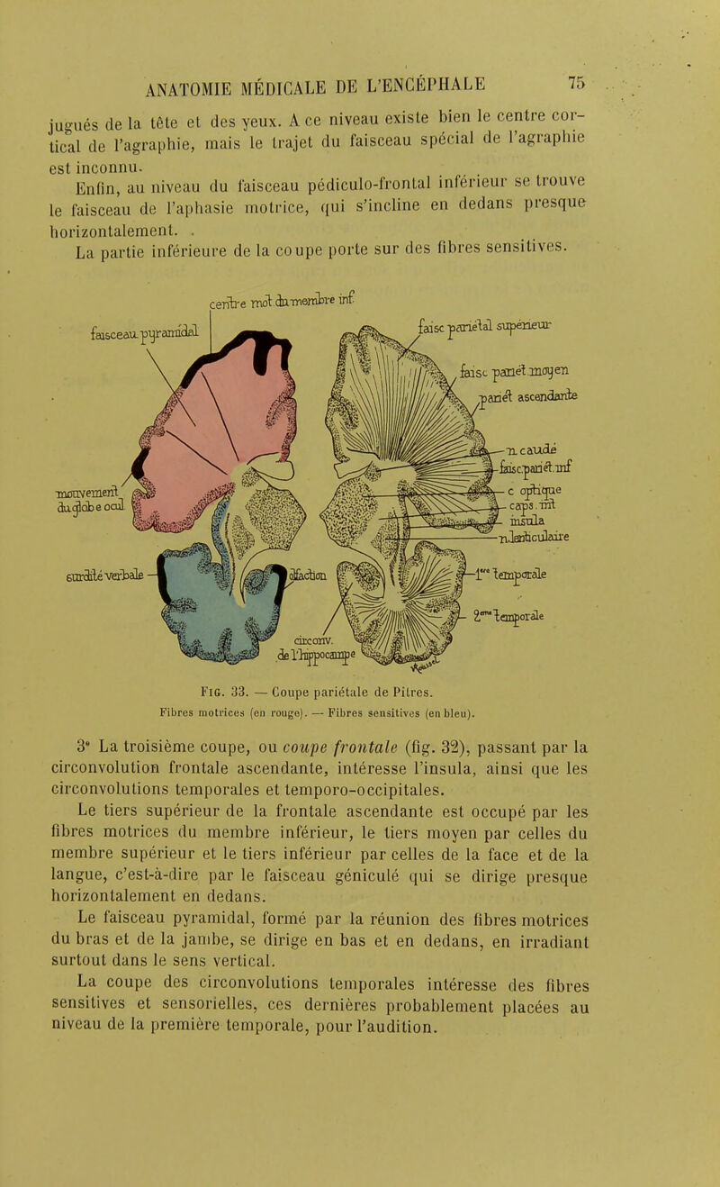 jugues de la tfite et des yeux. A ce niveau existe bien le centre cor- tical de I’agraphie, mais le trajet du faisceau special de 1 agrapliie est inconnu. Enfin, au niveau du faisceau pediculo-fronlal inferieur se trouve le faisceau de I’aphasie motrice, qui s’incline en dedans presque horizontalement. . La partie inferieure de la coupe porte sur des fibres sensitives. cerifa-e Tnol: dutnombi-e inf faisceau. pijir anndal -mcavemeifl 3a^obeocul. surileverbale false parietaL supeneur faisc pamet.moyefn pari^ ascesndarite ucaudfi fosc.'pari^.inf c dptiqae caps.Tifl L insula -■nloAiculaire lemporele 9.°~liin|iorale Fig. 33. — Coupe parietule de PUrcs. Fibres motrices (en rouge). — Fibres sensitives (en bleu). 3* La troisieme coupe, ou coupe frontale (fig. 32), passant par la circonvolution frontale ascendante, interesse I’insula, ainsi que les circonvolutions temporales et temporo-occipitales. Le tiers superieur de la frontale ascendante est occupe par les fibres motrices du membre inferieur, le tiers moyen par celles du membre superieur et le tiers inferieur par celles de la face et de la langue, e’est-a-dire par le faisceau genicule qui se dirige presque horizontalement en dedans. Le faisceau pyramidal, forme par la reunion des fibres motrices du bras et de la janibe, se dirige en bas et en dedans, en irradiant surtout dans le sens vertical. La coupe des circonvolutions temporales interesse des fibres sensitives et sensorielles, ces dernieres probablement placees au niveau de la premiere temporale, pour I’audition.