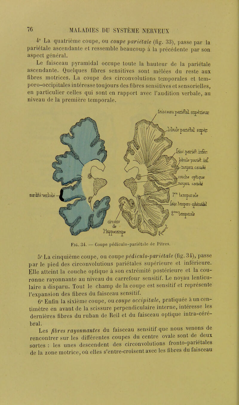 •i“ La qualrieme coupe, ou coupe pariMale (Pig. 33), passe par la parietale ascendante el ressernble beaiicoup a la precedenle par son aspect general. Le faisceau pyramidal occupe Louie la hauteur de la parietale ascendante. Quelques fibres sensitives sont mfilees du resle aux fibres motrices. La coupe des circonvolutions lemporales et tem- poro-occipitales interesse toujoiirs des fibres sensitives et sensorielles, en particulier celles qui sont en rapport avec I’audition verbale, au niveau de la premiere temporale. 5 La cinquieme coupe, ou coupe pediculo-parietale (fig. 34), passe par le pied des circonvolutions parietales superieure et inferieure. Elle atteint la couclie optique a son extremite posterieure el la cou- ronne rayonnante au niveau du carrefour sensitif. Le noyau lenticu- laire a disparu. Tout le champ de la coupe est sensitif et represente I’expansion des fibres du faisceau sensitif. 6° Enfin la sixieme coupe, ou coupe occipitale, pratiquee aim cen- timetre en avant de la scissure perpendiculaire interne, interesse les dernieres fibres du ruban de Reil et du faisceau optique intia-cere- bral. Les fibres raijonnantes du faisceau sensitif que nous venons de rencontrer sur les differentes coupes du centre ovale sont de deux sortes : les unes descendent des circonvolutions fronto-parietales de la zone motrice, ou elles s’entre-croisent avec les fibres du faisceau