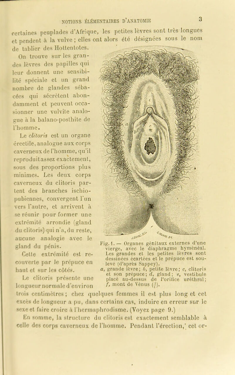 certaines peuplades d’Afrique, les petites lèvres sont très longues et pendent à la vulve ; elles ont alors été désignées sous le nom de tablier des llottenlotes. On trouve sur les gran- des lèvres des papilles qui leur donnent une sensibi- lité spéciale et un grand nombre de glandes séba- cées qui sécrètent abon- damment et peuvent occa- sionner une vulvite analo- gue à la balano-poslhite de l'bomme. Le clitoris est un organe érectile, analogue aux corps caverneux de l’homme, qu'il reproduitassez exactement, sous des proportions plus minimes. Les deux corps caverneux du clitoris par- lent des branches ischio- pubiennes, convergent l'un vers l’autre, et arrivent à se réunir pour former une extrémité arrondie (gland du clitoris) qui n'a, du reste, aucune analogie avec le gland du pénis. Celle extrémité est re- couverte par le prépuce en haut et sur les côtés. Le clitoris présente une longueur normale d’environ trois centimètres; chez quelques femmes il est plus long et cet excès de longueur a pu, dans certains cas, induire en erreur sur le sexe et faire croire à l'hermaphrodisme. (Voyez page 0.) En somme, la structure du clitoris est exactement semblable à celle de3 corps caverneux de l’homme. Pendant l’érection,' cet or- Fig.I.— Organes gènilaux externes d’une vierge, avec le diaphragme hyménéal. Les grandes et les petites lèvres sont dessinées écartées et le prépuce est sou- levé (d’après Sappey). a, grande lèvre; b, petite lèvre; c, clitoris et son prépuce; cl, gland; e, vestibule placé au-dessus de l’orilice uréthral; /', mont de Vénus (-L).