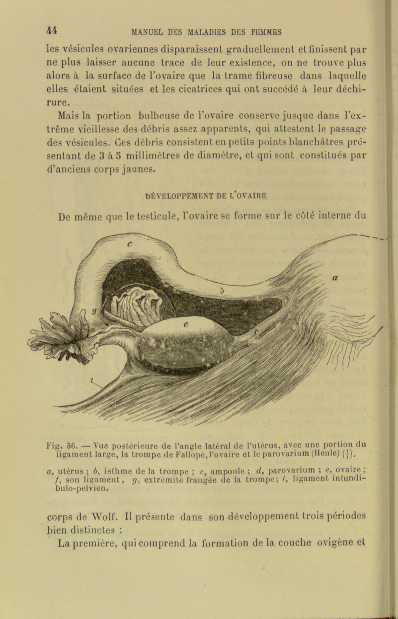 les vésicules ovariennes disparaissent graduellement et finissent par ne plus laisser aucune trace de leur existence, on ne trouve plus alors à la surface de l’ovaire que la trame fibreuse dans laquelle elles étaient situées et les cicatrices qui ont succédé à leur déchi- rure. Mais la portion bulbeuse de l’ovaire conserve jusque dans l’ex- trême vieillesse des débris assez apparents, qui attestent le passage des vésicules. Ces débris consistent en petits points blanchâtres pré- sentant de 3 à 5 millimètres de diamètre, et qui sont constitués par d’anciens corps jaunes. DÉVELOPPEMENT DE l’OVAIRE De même que le testicule, l’ovaire se forme sur le côté interne du Fig. 56. — Vue postérieure de Pangle latéral de l’utérus, avec une portion du ligament large, la trompe de Fallope,l’ovaire et le parovarium (llenle) (j). a, utérus ; 6, isthme de la trompe ; c, ampoule ; d, parovarium ; e, ovaire: ; /, son ligament, g, extrémité frangée de la trompe; /, ligament inlundi- bulo-pelvien. corps de Wolf. Il présente dans son développement trois périodes bien distinctes : La première, qui comprend la formation de la couche ovigène et