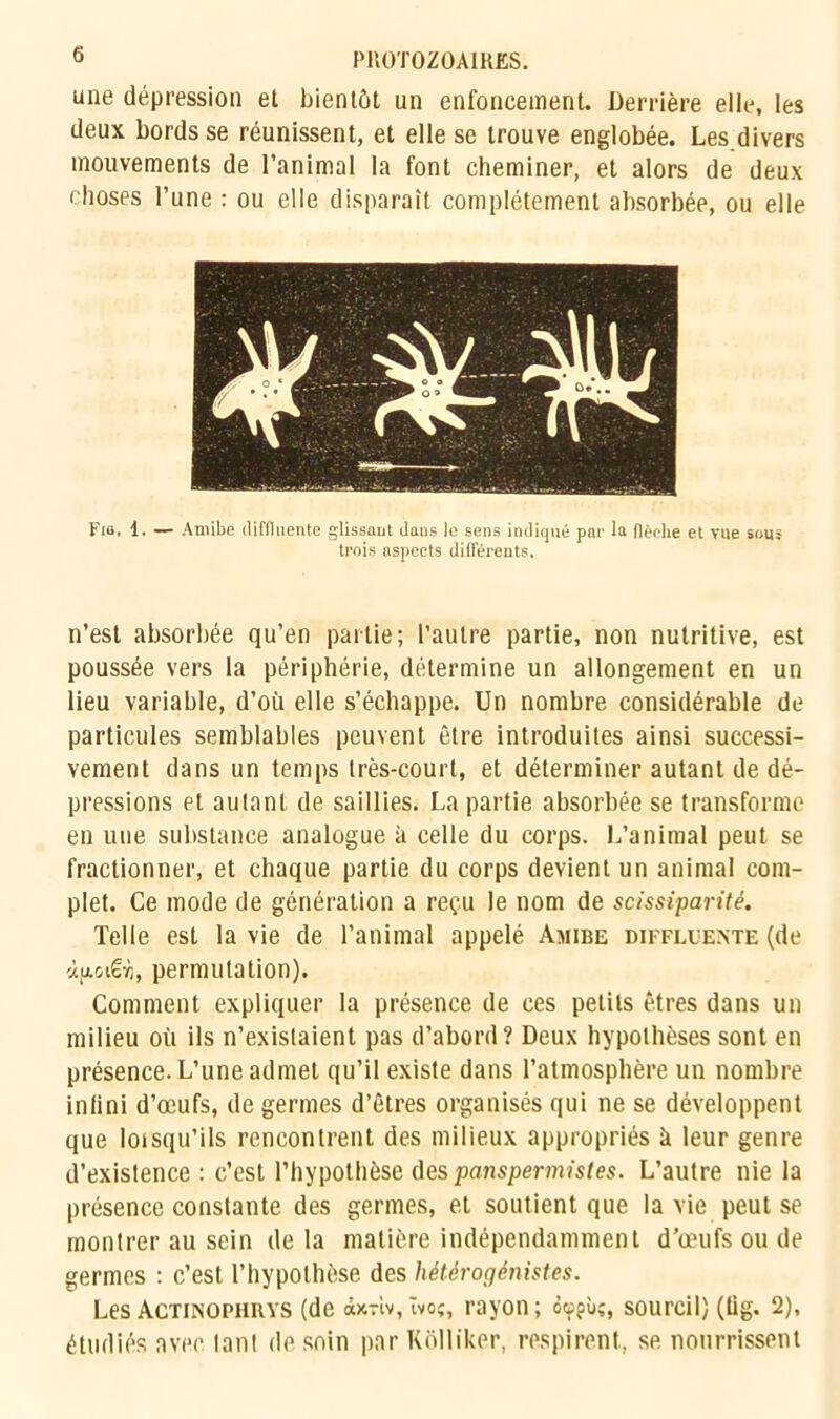 une dépression et bientôt un enfoncement. Derrière elle, les deux bords se réunissent, et elle se trouve englobée. Les divers mouvements de l’animal la font cheminer, et alors de deux choses l’une : ou elle disparaît complètement absorbée, ou elle Fia. 1. — Amibe ilifilnente glissant clans le sens indiqué pnt' la (lèche et vue sous trois aspects différents. n’est absorbée qu’en partie; l’autre partie, non nutritive, est poussée vers la périphérie, détermine un allongement en un lieu variable, d’où elle s’échappe. Un nombre considérable de particules semblables peuvent être introduites ainsi successi- vement dans un temps très-court, et déterminer autant de dé- pressions et autant de saillies. La partie absorbée se transforme en une substance analogue à celle du corps. L’animal peut se fractionner, et chaque partie du corps devient un animal com- plet. Ce mode de génération a reçu le nom de scissiparité. Telle est la vie de l’animal appelé Amibe diffluente (de àjjLGië-À, permutation). Comment expliquer la présence de ces petits êtres dans un milieu où ils n’existaient pas d’abord? Deux hypothèses sont en présence. L’une admet qu’il existe dans l’atmosphère un nombre inlini d’œufs, de germes d’êtres organisés qui ne se développent que loisqu’ils rencontrent des milieux appropriés à leur genre d’existence : c’est l’hypothèse des panspermistes. L’autre nie la présence constante des germes, et soutient que la vie peut se montrer au sein de la matière indépendamment d’œufs ou de germes : c’est l’hypothèse des hétèrogénistes. Les Actinophrys (de àxriv, ïvo;, rayon ; sourcil) (tig. 2), étudiés avec tant de soin par Kolliker, respirent, se nourrissent