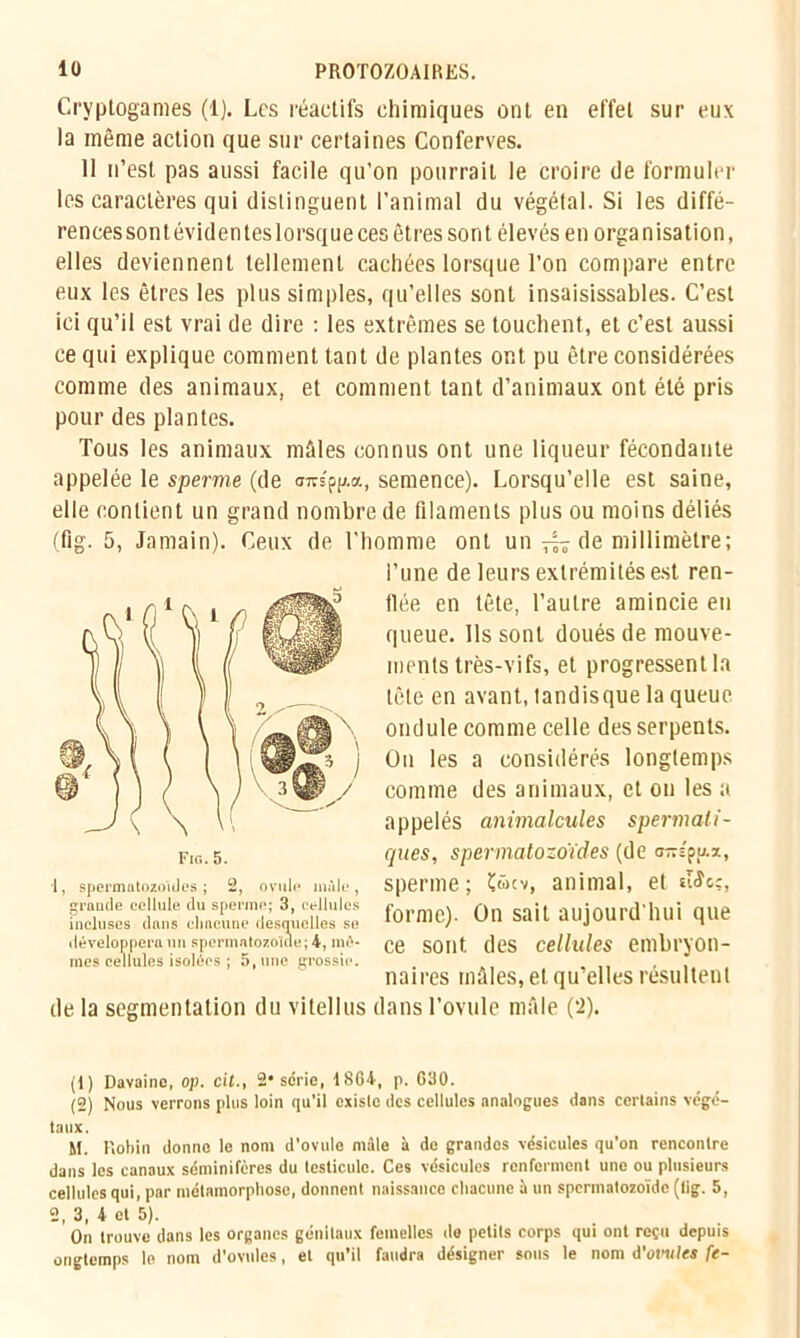 Cryptogames (1). Les réactifs chimiques ont en effet sur eux la même action que sur certaines Conferves. II n’est pas aussi facile qu'on pourrait le croire de formuler les caractères qui distinguent l’animal du végétal. Si les diffé- rences sontévidenteslorsque ces êtres sont élevés en organisation, elles deviennent tellement cachées lorsque l’on compare entre eux les êtres les plus simples, qu’elles sont insaisissables. C’est ici qu’il est vrai de dire : les extrêmes se touchent, et c’est aussi ce qui explique comment tant de plantes ont pu être considérées comme des animaux, et comment tant d’animaux ont été pris pour des plantes. Tous les animaux mâles connus ont une liqueur fécondante appelée le sperme (de <nrspp.a, semence). Lorsqu’elle est saine, elle contient un grand nombre de filaments plus ou moins déliés (fig. 5, Jamain). Ceux de l'homme ont un ^ de millimètre; l’une de leurs extrémités est ren- flée en tête, l’autre amincie en queue. Ils sont doués de mouve- ments très-vifs, et progressent la tête en avant, tandisque la queue ondule comme celle des serpents. On les a considérés longtemps comme des animaux, et on les a appelés animalcules spermati- ques, spermatozoïdes (de a-spuz, sperme; Çwcv, animal, et «Wc?, forme). On sait aujourd'hui que ce sont des cellules embryon- naires mâles, et qu’elles résultent de la segmentation du vitellus dans l’ovule mâle (‘2). (t) Davaino, op. cit., 2‘série, 1864, p. G30. (2) Nous verrons plus loin qu’il existe des cellules analogues dans certains végé- taux. U. Robin donno le nom d’ovule mâle à de grandes vésicules qu’on rencontre dans les canaux séminifères du testicule. Ces vésicules renferment une ou plusieurs cellules qui, par métamorphose, donnent naissance chacune à un spermatozoïde (tig. 5, 2, 3, 4 et 5). On trouve dans les organes génitaux femelles do petits corps qui ont reçu depuis ongtemps le nom d’ovules, et qu’il faudra désigner sous le nom d'ovule* fe- Fio.5. *1, spermatozoïdes; 2, ovule mâle, grande cellule du sperme; 3, cellules incluses dans chacune desquelles se développera un spermatozoïde; 4, mê- mes cellules isolées ; 5, une grossie.