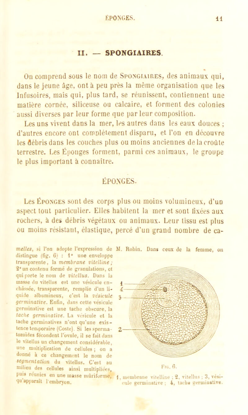 II. — SPONGIAIRES On comprend sous le nom de Spongiaires, des animaux qui, dans le jeune âge, ont à peu près la même organisation que les Infusoires, mais qui, plus tard, se réunissent, contiennent une matière cornée, siliceuse ou calcaire, et forment des colonies aussi diverses par leur forme que parleur composition. Les uns vivent dans la mer, les autres dans les eaux douces ; d’autres encore ont comolélement disparu, et l’on en découvre les débris dans les couches plus ou moins anciennes de la croule terrestre. Les Éponges forment, parmi ces animaux, le groupe le plus important à connaître. ÉPONGES. Les Éponges sont des corps plus ou moins volumineux, d’un aspect tout particulier. Elles habitent la mer et sont fixées aux rochers, à des débris végétaux ou animaux. Leur tissu est plus ou moins résistant, élastique, melles, si l’on adopte l'expression de distingue (6g. 6.‘ : 1* une enveloppe transparente, la membrane vitelline; 2 un contenu formé de granulations, et qui porte le nom de vitellus. Dans la masse du vitellus est une vésicule en- châssée, transparente, remplie d'un li- quide albumineux, c’est la vésicule germinative. Enfin, dans celle vésicule germinative est une tache obscure, la tache germinative. La vésicule et la tacbe germinatives n’ont qu'une exis- tence temporaire (Costa). Si les sperma- tozoïdes fécondent l'ovule, il se fait dans le vitellus un changement considérable, une multiplication de cellules ; on a donné à ce changement le nom de segmentation du vitellus. C'est au milieu des cellules ainsi multipliées, puis réunies en une masse mùriforme, qu'apparait I embryon. percé d’un grand nombre de ca- M. Robin. Dans ceux de la femme, on Fig. 0. 1. membrane vitelline : 2. vitellus ; 3, vési- cule germinative : 4, tacb* sermiaative.