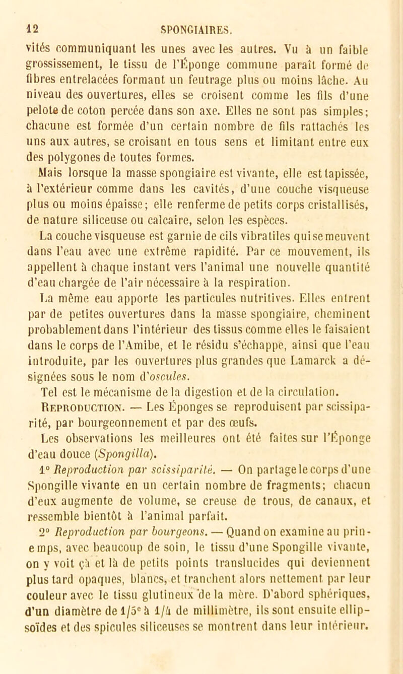 vités communiquant les unes avec les autres. Vu à un faible grossissement, le tissu de l'Éponge commune paraît formé de libres entrelacées formant un feutrage plus ou moins lâche. Au niveau des ouvertures, elles se croisent comme les fils d’une pelote de coton percée dans son axe. Elles ne sont pas simples; chacune est formée d’un certain nombre de fils rattachés les uns aux autres, se croisant en tous sens et limitant entre eux des polygones de toutes formes. Mais lorsque la masse spongiaire est vivante, elle est tapissée, à l’extérieur comme dans les cavités, d’une couche visqueuse plus ou moins épaisse; elle renferme de petits corps cristallisés, de nature siliceuse ou calcaire, selon les espèces. La couche visqueuse est garnie de cils vibratiles quisemeuvent dans l’eau avec une extrême rapidité. Par ce mouvement, ils appellent à chaque instant vers l’animal une nouvelle quantité d’eau chargée de l’air nécessaire â la respiration. La même eau apporte les particules nutritives. Elles entrent par de petites ouvertures dans la masse spongiaire, cheminent probablement dans l’intérieur des tissus comme elles le faisaient dans le corps de l’Amibe, et le résidu s’échappe, ainsi que l’eau introduite, par les ouvertures plus grandes que Lamarck a dé- signées sous le nom d'oscules. Tel est le mécanisme de la digestion et de la circulation. Reproduction. — Les Éponges se reproduisent par scissipa- rité, par bourgeonnement et par des œufs. Les observations les meilleures ont été faites sur l’Éponge d’eau douce (Spongilla). 1° Reproduction par scissiparité. — On partage le corps d’une Spongille vivante en un certain nombre de fragments; chacun d’eux augmente de volume, se creuse de trous, de canaux, et ressemble bientôt à l’animal parfait. 2° Reproduction par bourgeons. — Quand on examine au prin- emps, avec beaucoup de soin, le tissu d’une Spongille vivante, on y voit çii et lâ de petits points translucides qui deviennent plus tard opaques, blancs, et tranchent alors nettement par leur couleur avec le tissu glutineux 'de la mère. D’abord sphériques, d’un diamètre de 1/5° à 1/â de millimètre, ils sont ensuite ellip- soïdes Pt des spiculés siliceuses se montrent dans leur intérieur.