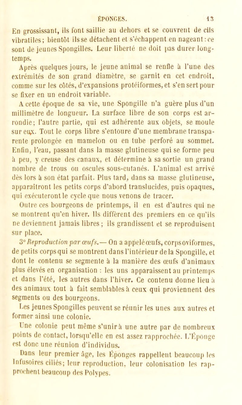 En grossissant, ils font saillie au dehors et se couvrent de cils vibratiles; bientôt ils se détachent et s’échappent en nageant :ce sont de jeunes Spongilles. Leur liberté ne doit pas durer long- temps. Après quelques jours, le jeune animal se renfle à Tune des extrémités de son grand diamètre, se garnit en cet endroit, comme sur les côtés, d’expansions protéiformes, et s’en sert pour se fixer en un endroit variable. A cette époque de sa vie, une Spongille n’a guère plus d'un millimètre de longueur. La surface libre de son corps est ar- rondie; l’autre partie, qui est adhérente aux objets, se moule sur eux. Tout le corps libre s’entoure d’une membrane transpa- rente prolongée en mamelon ou en tube perforé au sommet. Enfin, l’eau, passant dans la masse glutineuse qui se forme peu h peu, y creuse des canaux, et détermine à sa sortie un grand nombre de trous ou oscilles sous-cutanés. L’animal est arrivé dès lors à son état parfait. Plus tard, dans sa masse glutineuse, apparaîtront les petits corps d’abord translucides, puis opaques, qui exécuteront le cycle que nous venons de tracer. Outre ces bourgeons de printemps, il en est d’autres qui ne se montrent qu’en hiver. Ils diffèrent des premiers en ce qu’ils ne deviennent jamais libres; ils grandissent et se reproduisent sur place. 3° Reproduction par œufs.— On a appelé œufs, corpsoviformes, de petits corpsqui se montrent dans l’intérieur de la Spongille, et dont le contenu se segmente à la manière des œufs d’animaux plus élevés en organisation: les uns apparaissent au printemps et dans l’été, les autres dans l’hiver. Ce contenu donne lieu à des animaux tout à fait semblables A ceux qui proviennent des segments ou des bourgeons. Les jeunes Spongilles peuvent se réunir les unes aux autres et former ainsi une colonie. 1 ne colonie peut même s’unir à une autre par de nombreux points de contact, lorsqu’elle en est assez rapprochée. L’Éponge est donc une réunion d’individus. Dans leur premier Age, les Éponges rappellent beaucoup les Infusoires ciliés; leur reproduction, leur colonisation les rap- prochent beaucoup des Polypes.