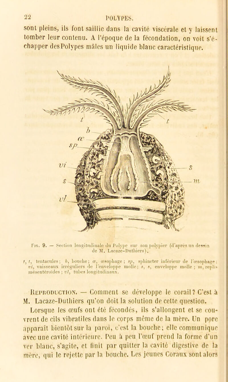 2‘2 l'OLYPES. sonl pleins, ils font saillie dans la cavité viscérale et y laissent tomber leur contenu. A l’époque de la fécondation, on voit s’é- chapper des Polypes mâles un liquide blanc caractéristique. Fig. 9. — Section longitudinale du Polype sur sou polypier (d’après un dessin de M. Lacaze-Duthiers). t, t, tentacules; bouche; œ, œsophage; sp, sphincter inférieur de l’œsophage ; tu, vaisseaux irréguliers de l’enveloppe molle; .% enveloppe molle; m, replia mésentéroïdes ; t)/, tubes longitudinaux. Reproduction. — Comment se développe le corail ? C’est à M. Lacaze-Duthiers qu’on doit la solution de celte question. Lorsque les oeufs ont été fécondés, ils s’allongent et se cou- vrent de cils vibrai îles dans le corps même de la mère. Un porc apparaît bientôt sur la paroi, c’est la bouche; elle communique avec une cavité intérieure. Peu à peu l’œuf prend la forme d’un ver blanc, s’agite, et finit par quitter la cavité digestive de la mère, qui le rejette par la bouche. Les jeunes Coraux sonl alors