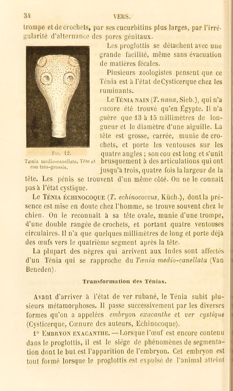 trompe et de crochets, par ses cucurbilins plus larges, par l’irré- gularité d’alternance des pores génitaux. Les proglottis se détachent avec une grande facilité, même sans évacuation de matières fécales. Plusieurs zoologistes pensent que ce Ténia est à l’état deCysticerque chez les ruminants. Le Ténia nain (T. nana, Sieb.), qui ri’a encore été trouvé qu’en Égypte. Il n’a guère que 13 à 15 millimètres de lon- gueur et le diamètre d’une aiguille. La tête est grosse, carrée, munie de cro- chets, et porte les ventouses sur les quatre angles ; son cou est long et s’unit T#mia mcdio-ennellatn. Tête et brusquement à des articulations qui ont cou très-grossis. jusqu’il trois, quatre fois la largeur de la tête. Les pénis se trouvent d’un même côté. On ne le connaît pas à l’état cystique. Le Ténia éciiinocoque (T. echinococcus, lviich.), dont la pré- sence est mise en doute chez l’homme, se trouve souvent chez le chien. On le reconnaît à sa tête ovale, munie d’une trompe, d’une double rangée de crochets, et portant quatre ventouses circulaires. 11 n’a que quelques millimètres de long et porte déjà des œufs vers le quatrième segment après la tête. La plupart des nègres qui arrivent aux Indes sont affectés d’un Ténia qui se rapproche du Tœnia medio-canellata (Van Beneden). Transformation des Ténias. Avant d’arriver à l’état de ver rubané, le Ténia subit plu- sieurs métamorphoses. Il passe successivement par les diverses formes qu’on a appelées embryon exacanthe et ver cystique (Cysticerque, Cœnure des auteurs, Eciiinocoque). 1° Embryon exacanthe. — Lorsque l’œuf est encore contenu dans 1e proglottis, il est le siège de phénomènes de segmenta- tion dont le but est l’apparition de l’embryon. Cet embryon est tout formé lorsque le proglottis est expulsé de l'animal atteint Fin. 12.