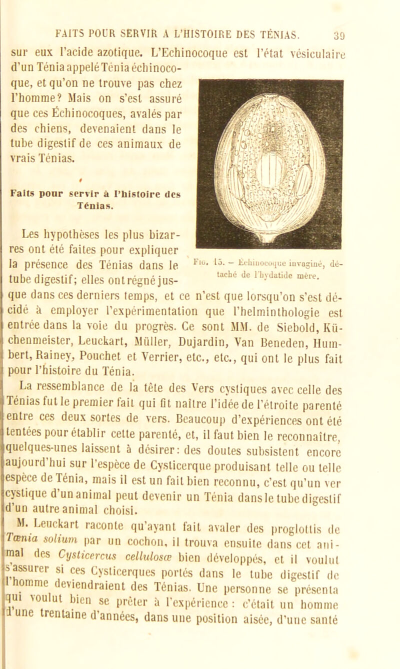 sur eux l’acide azotique. L’Echinocoque est l’état vésiculaire d’un Ténia appeléTéniaéchinoco- que, et qu’on ne trouve pas chez l’homme? Mais on s’est assuré que ces Ëchinocoques, avalés par des chiens, devenaient dans le tube digestif de ces animaux de vrais Ténias. # Faits pour servir à l’histoire des Ténias. Les hypothèses les plus bizar- res ont été faites pour expliquer la présence des Ténias dans le tube digestif; elles ontrégné jus- que dans ces derniers temps, et ce n’est que lorsqu’on s’est dé- cidé à employer l’expérimentation que l’helminthologie est entrée dans la voie du progrès. Ce sont MM. de Siebold, Kü- chenmeister, Leuckart, Müller, Dujardin, Van Beneden, Hum- bert, Rainey, Pouchet et Verrier, etc., etc., qui ont le plus fait pour l’histoire du Ténia. La ressemblance de la tête des Vers cystiques avec celle des Ténias fut le premier fait qui fit naître l’idée de l’étroite parenté entre ces deux sortes de vers. Beaucoup d’expériences ont été tentées pour établir cette parenté, et, il faut bien le reconnaître, quelques-unes laissent à désirer: des doutes subsistent encore aujourd’hui sur l’espèce de Cyslicerque produisant telle ou telle espèce de Ténia, mais il est un fait bien reconnu, c’est qu’un ver c}stique d un animal peut devenir un Ténia dans le tube digestif d’un autre animal choisi. M. Leuckart raconte qu’ayant fait avaler des proglottis de Tœma solium par un cochon, il trouva ensuite dans cet ani- mal des Cysticercus celluloses bien développés, et il voulut s assurer si ces Cysticerques portés dans le tube digestif de omme tiendraient des Ténias. Une personne se présenta qui \ou ut bien se prêter à l’expérience : c’était un homme a une trentaine d’années, dans une position aisée, d'une santé 1*iü. 15. — Êchiuoeoque invaginé, dé- taché de l bydatide mère.