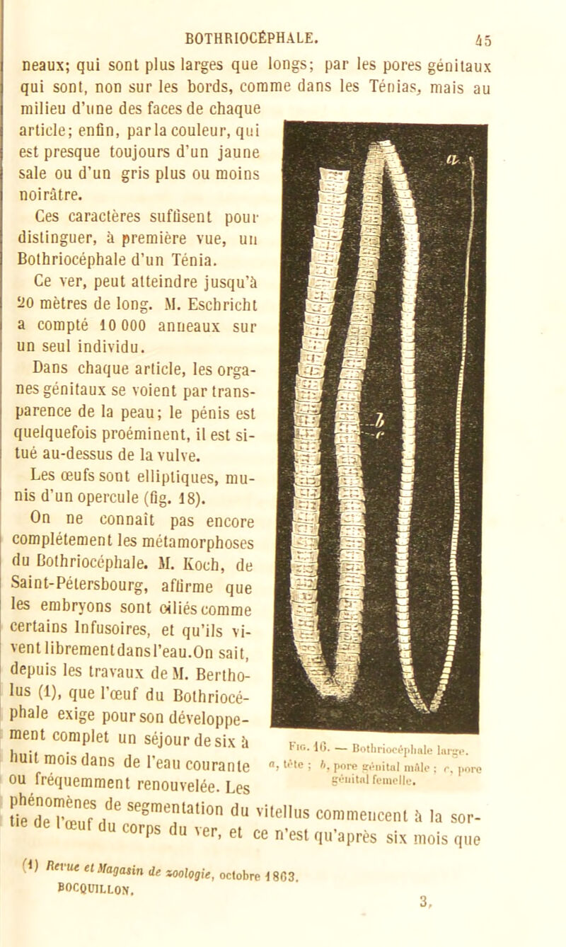 neaux; qui sont plus larges que longs; par les pores génitaux qui sont, non sur les bords, comme dans les Ténias, mais au milieu d’une des faces de chaque article; enfin, parla couleur, qui est presque toujours d’un jaune sale ou d’un gris plus ou moins noirâtre. Ces caractères suffisent pour distinguer, à première vue, un Bothriocéphale d’un Ténia. Ce ver, peut atteindre jusqu’à ‘20 mètres de long. M. Escbricht a compté 10 000 anneaux sur un seul individu. Dans chaque article, les orga- nes génitaux se voient par trans- parence de la peau; le pénis est quelquefois proéminent, il est si- tué au-dessus de la vulve. Les œufs sont elliptiques, mu- nis d’un opercule (fig. 18). On ne connaît pas encore complètement les métamorphoses du Bothriocéphale. M. Koch, de Saint-Pétersbourg, affirme que les embryons sont oiliés comme certains Infusoires, et qu’ils vi- vent librementdansl’eau.On sait, depuis les travaux de M. Bertho- lus (1), que l’œuf du Bothriocé- phale exige pour son développe- ment complet un séjour de six à huit mois dans de l’eau courante ou fréquemment renouvelée. Les UeTrœuTdn6 S6Sme'|ltatl0n du vite,Ius commencent à la sor- dC 'œUf du corPs du ver, et ce n’est qu’après six mois que Fig. 16. — Bothrioeépliale large. , trie ; h, pore génital mille ; r, pore génital femelle. O flft ue et Magasin de zoologie, octobre 1863 BOCQUlLLON. 3.