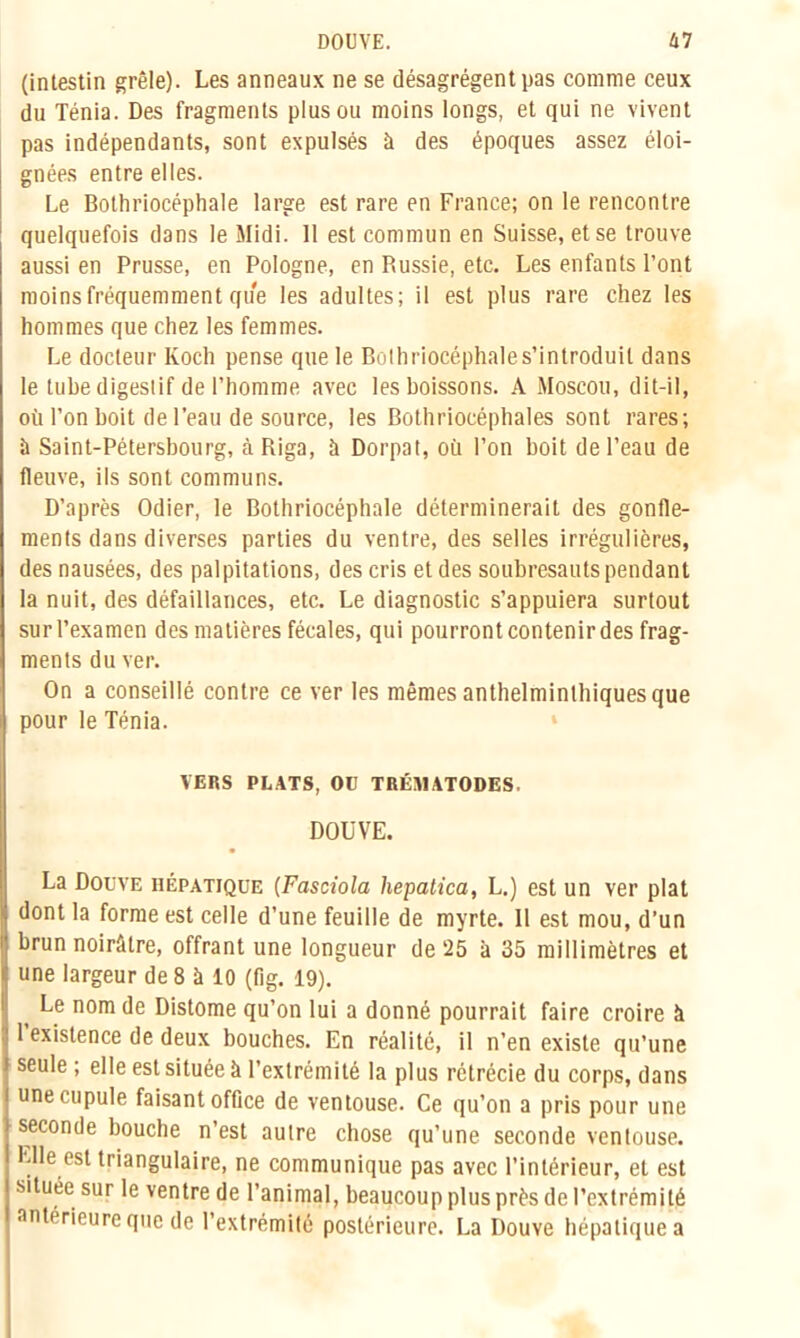 (intestin grêle). Les anneaux ne se désagrègent pas comme ceux du Ténia. Des fragments plus ou moins longs, et qui ne vivent pas indépendants, sont expulsés à des époques assez éloi- gnées entre elles. Le Bothriocéphale large est rare en France; on le rencontre quelquefois dans le Midi. 11 est commun en Suisse, et se trouve aussi en Prusse, en Pologne, en Russie, etc. Les enfants l’ont moins fréquemment que les adultes; il est plus rare chez les hommes que chez les femmes. Le docteur Koch pense que le Bot h riocéphale s’introduit dans le tube digestif de l’homme avec les boissons. A Moscou, dit-il, où l’on boit de l’eau de source, les Bothriocéphales sont rares; à Saint-Pétersbourg, à Riga, à Dorpat, où l’on boit de l’eau de fleuve, ils sont communs. D’après Odier, le Bothriocéphale déterminerait des gonfle- ments dans diverses parties du ventre, des selles irrégulières, des nausées, des palpitations, des cris et des soubresauts pendant la nuit, des défaillances, etc. Le diagnostic s’appuiera surtout sur l’examen des matières fécales, qui pourront contenir des frag- ments du ver. On a conseillé contre ce ver les mêmes anthelminthiques que pour le Ténia. VERS PLATS, OU TRÉV1ATODES. DOUVE. La Douve hépatique (Fasciola hepatica, L.) est un ver plat dont la forme est celle d’une feuille de myrte. Il est mou, d’un brun noirâtre, offrant une longueur de 25 à 35 millimètres et une largeur de 8 à 10 (fig. 19). Le nom de Distome qu’on lui a donné pourrait faire croire à 1 existence de deux bouches. En réalité, il n’en existe qu’une seule ; elle est située à l’extrémité la plus rétrécie du corps, dans une cupule faisant office de ventouse. Ce qu’on a pris pour une seconde bouche n’est autre chose qu’une seconde ventouse. Elle est triangulaire, ne communique pas avec l’intérieur, et est située sur le ventre de l’animal, beaucoup plus près de l’extrémité antérieure que de l’extrémité postérieure. La Douve hépatique a