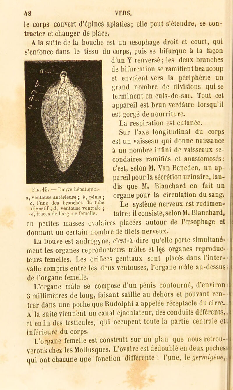 le corps couvert d’épines aplaties; elle peut s’étendre, se con- tracter et changer de place. A la suite de la bouche est un œsophage droit et court, qui s’enfonce dans le tissu du corps, puis se bifurque à la façon d’un Y renversé ; les deux branches de bifurcation se ramifient beaucoup et envoient vers la périphérie un grand nombre de divisions qui se terminent en culs-de-sac. Tout cet appareil est brun verdâtre lorsqu’il est gorgé de nourriture. La respiration est cutanée. Sur l’axe longitudinal du corps est un vaisseau qui donne naissance à un nombre infini de vaisseaux se- condaires ramifiés et anastomosés: c’est, selon M. Yan Beneden, un ap- pareil pour la sécrétion urinaire, tan- dis que M. Blanchard en fait un organe pour la circulation du sang. Le système nerveux est rudimen- taire ; il consiste, selon M. Blanchard, en petites masses ovalaires placées autour de l’œsophage et donnant un certain nombre de filets nerveux. La Douve est androgyne, c’est-à-dire qu’elle porte simultané- ment les organes reproducteurs mâles et les organes reproduc- teurs femelles. Les orifices génitaux sont placés dans l’inter- valle compris entre les deux ventouses, l’organe mâle au-dessus de l’organe femelle. L’organe mâle se compose d’un pénis contourné, d’environ 3 millimètres de long, faisant saillie au dehors et pouvant ren- trer dans une poche que Rudolphi a appelée réceptacle du cirre.. A la suite viennent un canal éjaculateur, des conduits déférents,, et entin des testicules, qui occupent toute la partie centrale et inférieure du corps. L’organe femelle est construit sur un plan que nous retrou- verons chez les Mollusques. L’ovaire est dédoublé en deux poches qui ont chacune une fonction différente: l’une, \e germigene, Fig. 19. — Douve hépatique,- a, ventouse antérieure ; b, pénis ; c, l'une des branches du tube digestif ; d, ventouse ventrale ; . e, traces de l'organe femelle.