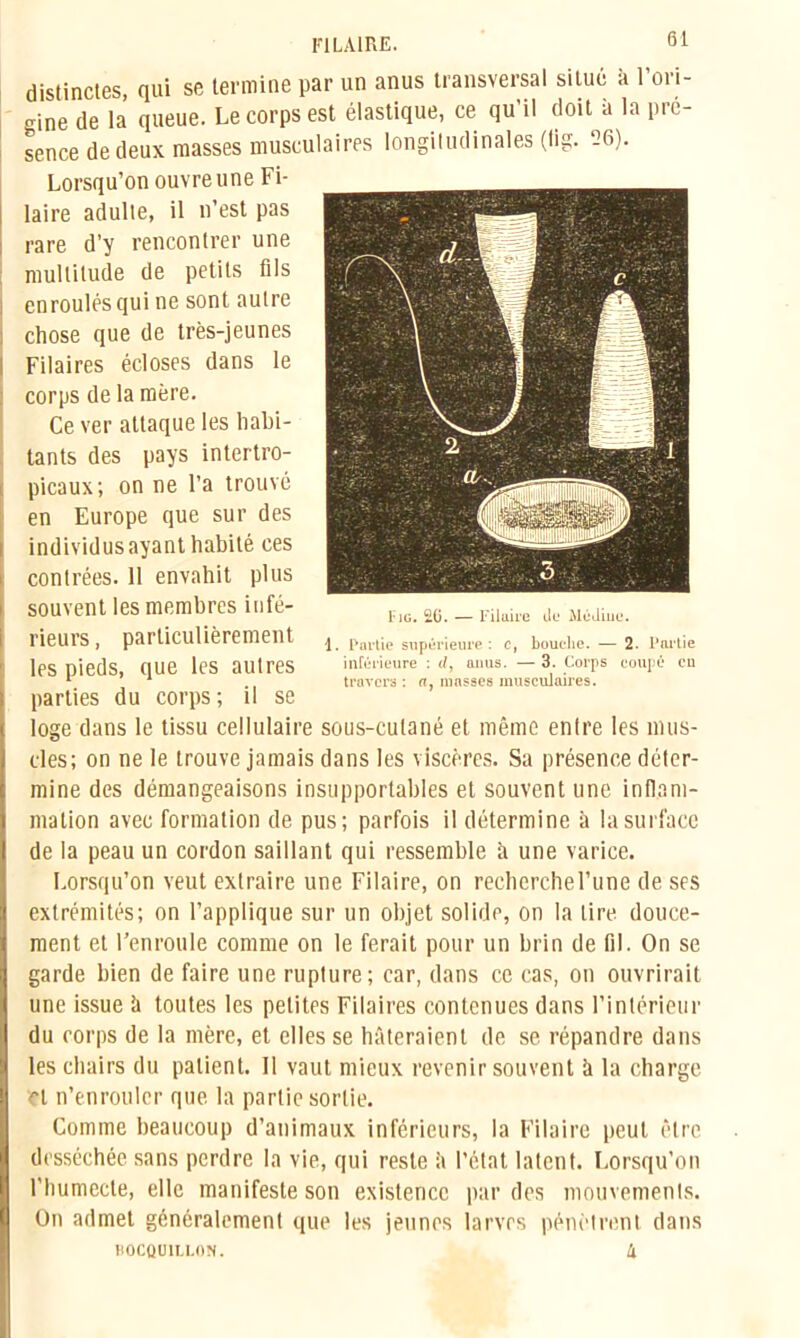 F1LA1RE. distinctes, qui se termine par un anus transversal situé à l'ori- gine de la queue. Le corps est élastique, ce qu'il doit a la pré- sence de deux masses musculaires longitudinales (lig. 26). Lorsqu’on ouvre une Fi- laire adulte, il n’est pas rare d’y rencontrer une multitude de petits fils i enroulés qui ne sont autre ; chose que de très-jeunes Filaires écloses dans le corps de la mère. Ce ver attaque les habi- tants des pays intertro- picaux; on ne l’a trouvé en Europe que sur des individus ayant habité ces contrées. 11 envahit plus souvent les membres infé- rieurs, particulièrement ^ Partie supérieure: c, bouche. — 2. Partie les pieds, que les autres inférieure : d, anus. — 3. Corps coupé en 1 1 travers: n, masses musculaires. parties du corps; il se loge dans le tissu cellulaire sous-cutané et même entre les mus- cles; on ne le trouve jamais dans les viscères. Sa présence déter- mine des démangeaisons insupportables et souvent une infl.am- J malion avec formation de pus; parfois il détermine à la surface de la peau un cordon saillant qui ressemble h une varice. Lorsqu’on veut extraire une Filaire, on recherche l’une de ses extrémités; on l’applique sur un objet solide, on la lire douce- ment et l’enroule comme on le ferait pour un brin de fil. On se I garde bien de faire une rupture; car, dans ce cas, on ouvrirait une issue fi toutes les petites Filaires contenues dans l’intérieur du corps de la mère, et elles se hâteraient de se répandre dans E| les chairs du patient. 11 vaut mieux revenir souvent à la charge Iri n’enrouler que la partie sortie. Comme beaucoup d’animaux inférieurs, la Filaire peut être desséchée sans perdre la vie, qui reste fi l’état latent. Lorsqu’on l'humecte, elle manifeste son existence par des mouvements. On admet généralement que les jeunes larves pénètrent dans I ig. 20. — Filaire tic Médine.