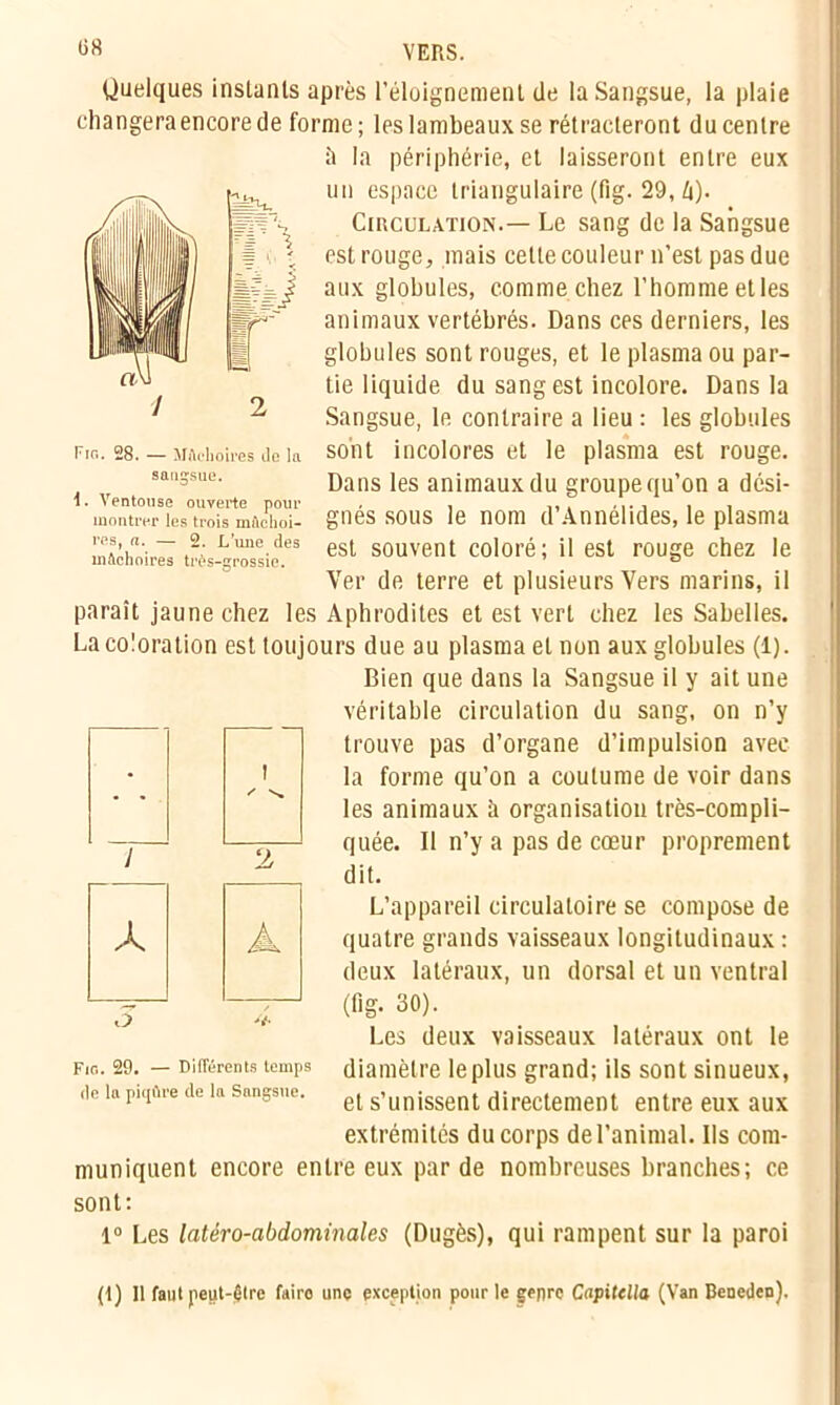 Quelques inslanls après l'éloignement de la Sangsue, la plaie changera encore de forme; les lambeaux se rétracteront du centre à la périphérie, et laisseront entre eux un espace triangulaire (fig. 29, Zi). Cmculation.— Le sang de la Sangsue est rouge, mais celle couleur n’est pas due aux globules, comme chez l’homme etles animaux vertébrés. Dans ces derniers, les globules sont rouges, et le plasma ou par- tie liquide du sang est incolore. Dans la Sangsue, le contraire a lieu : les globules sont incolores et le plasma est rouge. Dans les animaux du groupe qu’on a dési- gnés sous le nom d’Annélides, le plasma est souvent coloré; il est rouge chez le Ver de terre et plusieurs Vers marins, il paraît jaune chez les Aphrodites et est vert chez les Sabelles. La coloration est toujours due au plasma et non aux globules (1). Bien que dans la Sangsue il y ait une véritable circulation du sang, on n’y Wi \ ï WF~ Fio. 28. — MAchoires do la sangsue. 1. Ventouse ouverte pour montrer les trois mAchoi- res, a. — 2. L’une des mAchoires trôs-grossic. i • • y 2 X A trouve pas d’organe d’impulsion avec la forme qu’on a coutume de voir dans les animaux a organisation très-compli- quée. Il n’y a pas de cœur proprement dit. L’appareil circulatoire se compose de quatre grands vaisseaux longitudinaux : deux latéraux, un dorsal et un ventral (fig. 30). Les deux vaisseaux latéraux ont le diamètre le plus grand; ils sont sinueux, et s’unissent directement entre eux aux extrémités du corps del’animal. Ils com- muniquent encore entre eux par de nombreuses branches; ce sont: 1° Les latéro-abdominales (Dugès), qui rampent sur la paroi Fio. 29. — Différents temps de la piqûre de la Sangsue. (1) 11 faut peut-être faire une exception pour le genre Capitella (Van Beneden).