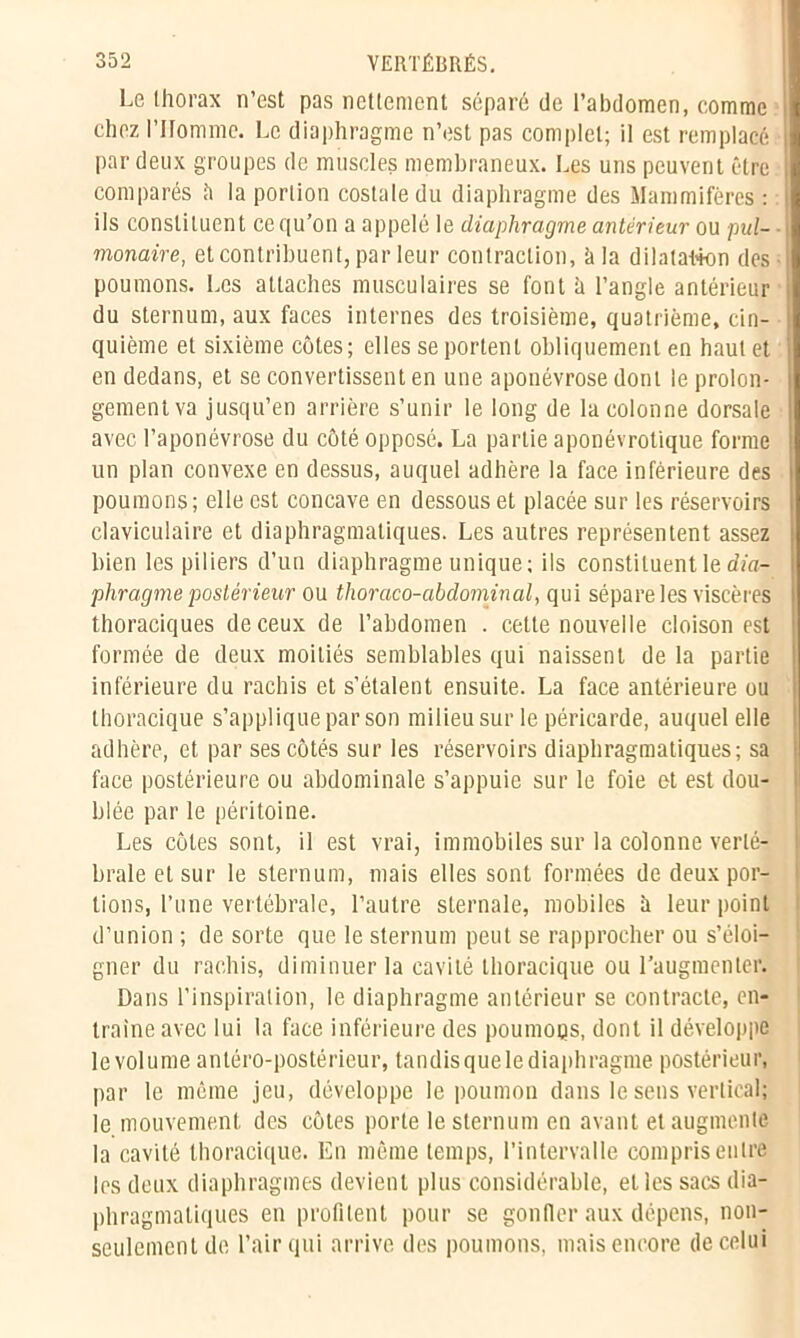 Le thorax n’est pas nettement séparé de l’abdomen, comme chez l’Homme. Le diaphragme n’est pas complet; il est remplacé par deux groupes de muscles membraneux. Les uns peuvent être comparés h la portion costale du diaphragme des Mammifères : ils constituent ce qu’on a appelé le diaphragme antérieur ou pul- monaire, et contribuent, par leur contraction, !a la dilatat4on des poumons. Les attaches musculaires se font à l’angle antérieur du sternum, aux faces internes des troisième, quatrième, cin- quième et sixième côtes; elles se portent obliquement en haut et en dedans, et se convertissent en une aponévrose dont le prolon- gement va jusqu’en arrière s’unir le long de la colonne dorsale avec l’aponévrose du côté opposé. La partie aponévrotique forme un plan convexe en dessus, auquel adhère la face inférieure des poumons; elle est concave en dessous et placée sur les réservoirs claviculaire et diaphragmatiques. Les autres représentent assez bien les piliers d’un diaphragme unique; ils constituent le dia- phragme postérieur ou thoraco-abdominal, qui sépare les viscères thoraciques de ceux de l’abdomen . cette nouvelle cloison est formée de deux moitiés semblables qui naissent de la partie inférieure du rachis et s’étalent ensuite. La face antérieure ou thoracique s’applique par son milieu sur le péricarde, auquel elle adhère, et par ses côtés sur les réservoirs diaphragmatiques; sa face postérieure ou abdominale s’appuie sur le foie et est dou- blée par le péritoine. Les côtes sont, il est vrai, immobiles sur la colonne verté- brale et sur le sternum, mais elles sont formées de deux por- tions, l’une vertébrale, l’autre sternale, mobiles h leur point d’union ; de sorte que le sternum peut se rapprocher ou s’éloi- gner du rachis, diminuer la cavité thoracique ou l'augmenter. Dans l’inspiration, le diaphragme antérieur se contracte, en- traîne avec lui la face inférieure des poumoqs, dont il développe le volume antéro-postérieur, tandis que le diaphragme postérieur, par le même jeu, développe le poumon dans le sens vertical; le mouvement des côtes porte le sternum en avant et augmente la cavité thoracique. En même temps, l’intervalle compris entre les deux diaphragmes devient plus considérable, et les sacs dia- phragmatiques en profilent pour se gonfler aux dépens, non- seulement de l’air qui arrive des poumons, mais encore de celui