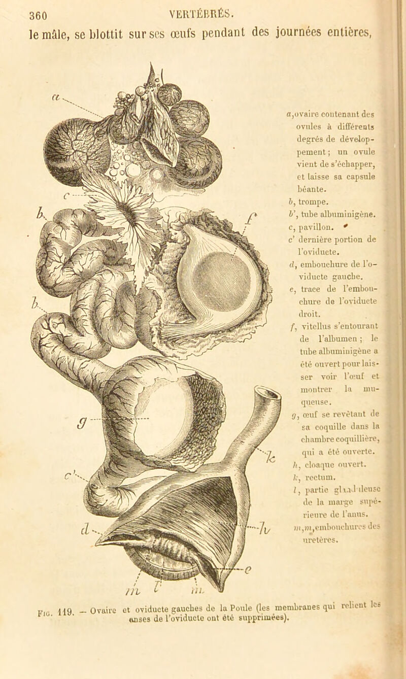 le mâle, se blottit sur ses œufs pendant des journées entières, a, ovaire contenant des ovules à différents degrés de dévelop- pement ; un ovule vient de s’échapper, et laisse sa capsule béante. b, trompe. b’, tube albuminigène. c, pavillon. * c’ dernière portion de l’oviducte. d, embouchure de l'o- viducte gauche. e, trace de l’embou- chure de l’oviducte droit. f, vitellus s’entourant de l’albumen ; le tube albuminigène a été ouvert pour lais- ser voir l’œuf et montrer la mu- queuse . g, œuf se revêtant de sa coquille dans la chambre coquillière, qui a été ouverte. h, cloaque ouvert. A-, rectum. 1, partie glu J dense de la marge supé- rieure de l’anus, ili, in,embouchures des uretères. Fig 119 - Ovaire et oviducte gauches de la Poule (les membranes qui relient le» 1 ’ ’ anses de l’oviducle ont été supprimées).