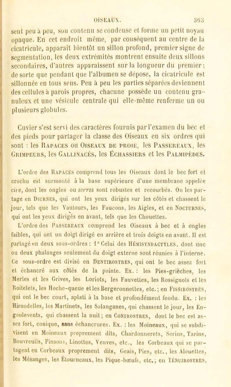 seul peu à peu, sou contenu se condense et forme un petit noyau opaque. En cet endroit même, par conséquent au centre de la cicatricule, apparaît bientôt un sillon profond, premier signe de segmentation, les deux extrémités montrent ensuite deux sillons secondaires, d’autres apparaissent sur la longueur du premier; de sorte que pendant que l’albumen se dépose, la cicatricule est sillonnée en tous sens. Peu à peu les parties séparées deviennent des cellules à parois propres, chacune possède un contenu gra- nuleux et une vésicule centrale qui elle-même renferme un ou plusieurs globules. Cuvier s’est servi des caractères fournis par l’examen du bec et des pieds pour partager la classe des Oiseaux en six ordres qui sont : les Rapaces ou Oiseaux de proie, les Passereaux, les Grimpeurs, les Gallinacés, les Échassiers et les Palmipèdes. L’ordre des Rapaces comprend tous les Oiseaux dont le bec fort et crochu est surmonté à la base supérieure d’une membrane appelée cire, dont les ongles ou serres sont robustes et recourbés. On les par- tage en Diurnes, qui ont les yeux dirigés sur les côtés et chassent le jour, tels que les Vautours, les Faucons, les Aigles, et en Nocturnes, qui ont les yeux dirigés en avant, tels que les Chouettes. L’ordre des Passereaux comprend les Oiseaux à bec et à ongles faibles, qui ont un doigt dirigé en arrière et trois doigts en avant. 11 est partagé en deux sous-ordres: l°Gelui des Hémisyndactylës, dont ilne ou deux phalanges seulement du doigt externe sont réunies à l’interne. Ce sous-ordre est divisé en Dentirostres, qui ont le bec assez fort et échancré aux côtés de la pointe. Ex. : les Pies-grièches, les Merles et les Grives, les Loriots; les Fauvettes, les Rossignols et les Roitelets, les Hocbc-queiie et les Bergeronnettes, etc.; en FissircIstrès, qui ont le bec court, aplati à la base et profondément fendu. Ex. : les Hirondelles, les Martinets, les Salanganes, qui chassent le jour, les En- goulevents, qui chassent la nuit; en Conirostres, dont le bec est as- Îsez fort, conique, sans échancrures. Ex. : les Moineaux, qui se subdi- visent en Moineaux proprement dits, Chardonnerets, Serins, Tarins, Bouvreuils, Pinsons, Linottes, Veuves, etc., les Corbeaux qui sc par- tagent en Corbeaux proprement dits, Geais, Pics, etc., les Alouettes, les Mésanges, les Étourneaux, les Pique-bœufs, etc.; eu TÉNulROSTRES,