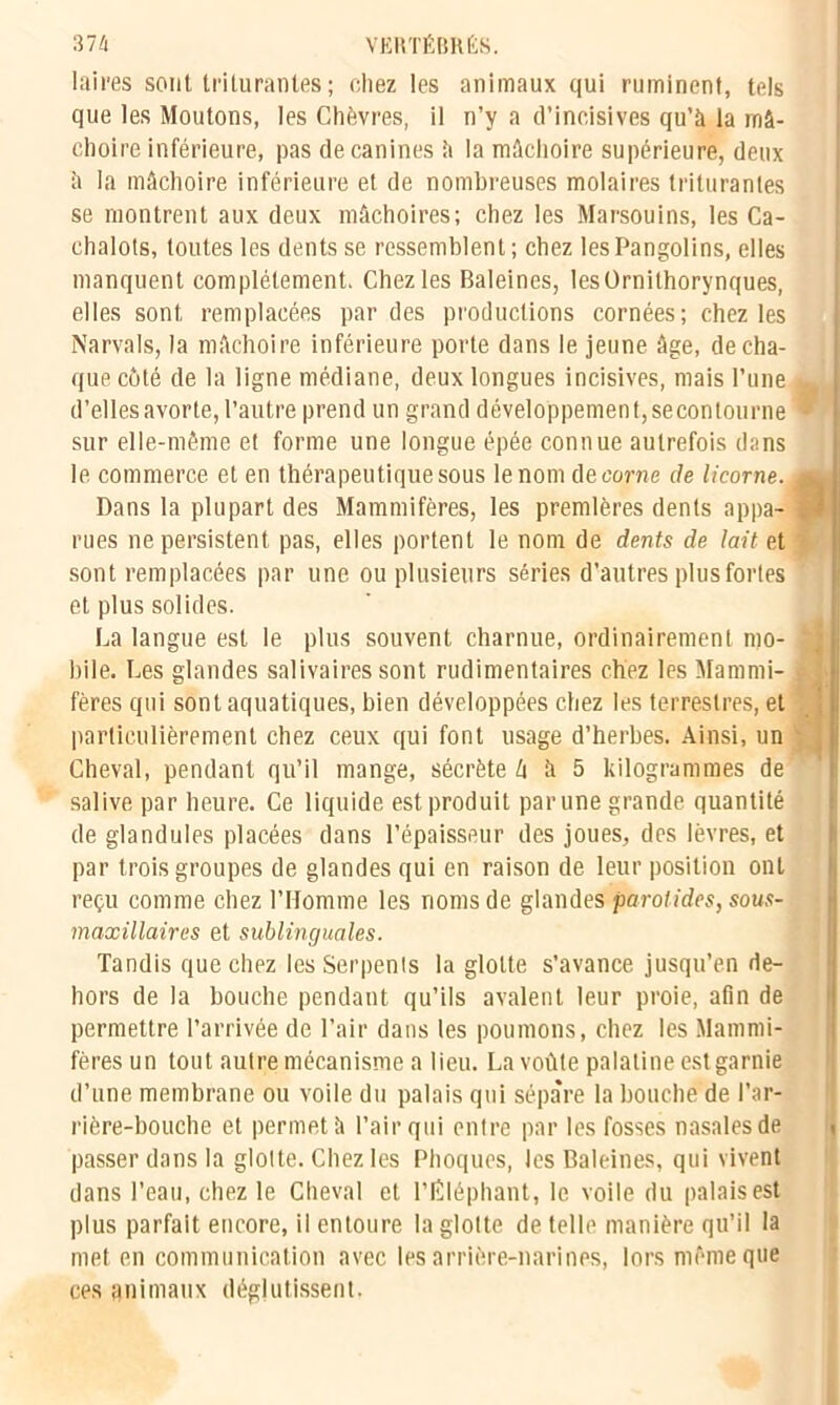 laii'es sont triturantes; chez les animaux qui ruminent, tels que les Moutons, les Chèvres, il n’y a d’incisives qu’à la mâ- choire inférieure, pas de canines à la mâchoire supérieure, deux à la mâchoire inférieure et de nombreuses molaires triturantes se montrent aux deux mâchoires; chez les Marsouins, les Ca- chalots, toutes les dents se ressemblent ; chez les Pangolins, elles manquent complètement. Chez les Baleines, lesOrnithorynques, elles sont remplacées par des productions cornées; chez les Narvals, la mâchoire inférieure porte dans le jeune âge, de cha- que côté de la ligne médiane, deux longues incisives, mais I’une . d’elles avorte, l’autre prend un grand développement, secontourne | sur elle-même et forme une longue épée connue autrefois dans le commerce et en thérapeutique sous le nom de corne de licorne. g* Dans la plupart des Mammifères, les premières dents appa- 1 rues ne persistent pas, elles portent le nom de dents de lait et sont remplacées par une ou plusieurs séries d’autres plus fortes et plus solides. La langue est le plus souvent charnue, ordinairement mo-  bile. Les glandes salivaires sont rudimentaires chez les Mammi- g fères qui sont aquatiques, bien développées chez les terrestres, et particulièrement chez ceux qui font usage d’herbes. Ainsi, un - Cheval, pendant qu’il mange, sécrète à à 5 kilogrammes de salive par heure. Ce liquide est produit par une grande quantité de glandules placées dans l’épaisseur des joues, des lèvres, et par trois groupes de glandes qui en raison de leur position ont reçu comme chez l’Homme les noms de glandes paroi ides, sous- maxillaires et sublinguales. Tandis que chez les Serpents la glotte s’avance jusqu’en de- hors de la bouche pendant qu’ils avalent leur proie, afin de permettre l’arrivée de l’air dans les poumons, chez les Mammi- fères un tout autre mécanisme a lieu. La voûte palatine est garnie d’une membrane ou voile du palais qui sépare la bouche de l’ar- rière-bouche et permet à l’air qui entre par les fosses nasales de passer dans la glotte. Chez les Phoques, les Baleines, qui vivent dans l’eau, chez le Cheval et l’tëléphant, le voile du palais est plus parfait encore, il entoure la glotte de telle manière qu’il la met en communication avec les arrière-narines, lors même que ces animaux déglutissent.