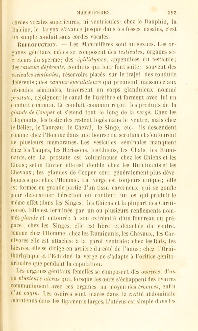 cordes vocales supérieures, ni ventricules ; chez le Dauphin, la Baleine, le larynx s’avance jusque dans les fosses nasales, c’est un simple conduit sans cordes vocales. Reproduction. — Les Mammifères sont unisexués. Les or- ganes génitaux mâles se composent des testicules, organes sé- créteurs du sperme; des épididymes, appendices du testicule; descanauæ déférents, conduits qui leur font suite ; souvent des vésicules séminales, réservoirs placés sur le trajet des conduits déférents ; des canaux èjaculateurs qui prennent naissance aux vésicules séminales, traversent un corps glanduleux nommé prostate, rejoignent le canal de l’urèthre et forment avec lui un conduit commun. Ce conduit commun reçoit les produits de la glande de Cote per e t s’étend tout le long de la verge. Chez les Eléphants, les testicules restent logés dans le ventre, mais chez le Bélier, le Taureau, le Cheval, le Singe, etc., ils descendent comme chez l’Homme dans une bourse ou scrotum et s’entourent de plusieurs membranes. Les vésicules séminales manquent chez les Taupes, les Hérissons, les Chiens, les Chats, les Rumi- nants, etc. La prostate est volumineuse chez les Chiens et les Chats; selon Cuvier, elle est double chez les Ruminants et les Chevaux; les glandes de Cooper sont généralement plus déve- loppées que chez l’Homme. La verge est toujours unique; elle est formée en grande partie d’un tissu caverneux qui se gonfle pour déterminer l’érection ou contient un os qui produit le même effet (dans les Singes, les Chiens et la plupart des Carni- vores). Elle est terminée par un ou plusieurs renflements nom- més glands et entourée ;i son extrémité d'un fourreau ou pré- puce; chez les Singes, elle est libre et détachée du ventre, comme chez l’Homme ; chez les Ruminants, les Chevaux, les Car- nivores elle est attachée à la paroi ventrale; chez les Rats, les Lièvres, elle se dirige en arrière du côté de l’anus ; chez l’Orni- thorhvnque et l’Echidné la verge ne s’adapte à l’orifice génito- urinaire que pendant la copulation. Les organes génitaux femelles se composent des ovaires, d'un ou plusieurs utérus qui, lorsque les œufs s’échappent des ovaires communiquent avec ces organes au moyen des trompes, enfin d’un vagin. Les ovaires sont placés dans la cavité abdominale maintenus dans les ligaments larges. L’utérus est simple dans les