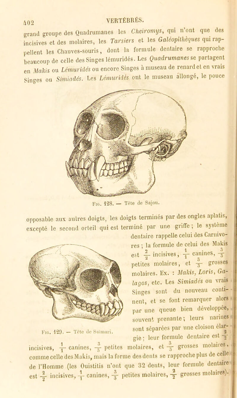 grand groupe des Quadrumanes les Cheiromys, qui n’ont que des incisives et des molaires, les Tarsiers et les Galéopilhèques qui rap- pellent les Chauves-souris, dont la formule dentaire se rapproche beaucoup de celle des Singes lémuridés. Les Quadrumanes se partagent en Makis ou Lémuridés ou encore Singes à museau de renard et en \rais Singes ou Simiadés. Les Lémuridés ont le museau allongé, le pouce Fig. 128. — Tête de Sajou. opposable aux autres doigts, les doigts terminés par des ongles aplatis, excepté le second orteil qui est terminé par une griffe, le sjslème dentaire rappelle celui des Carnivo- res ; la formule de celui des Makis est — incisives, 4- canines, -y 1 1 3 petites molaires, et -y- grosses molaires. Ex. : Makis, Loris, Ga- lagos, etc. Les Simiadés ou vrais Singes sont du nouveau conti- nent, et se font remarquer alors par une queue bien développée, souvent prenante; leurs narines sont séparées par une cloison élar- gie ; leur formule dentaire est y Fig. 129. — Tôto de Su'tmnri. incisives, -j- canines, petites molaires, et — grosses molaires, comme celle des Makis, mais la forme des dents se rapproche plus de celle de l’Homme (les Ouistitis n’ont que 32 dents, leur formule dentaire est —■ incisives, canines, petites molaires, — grosses molaires).